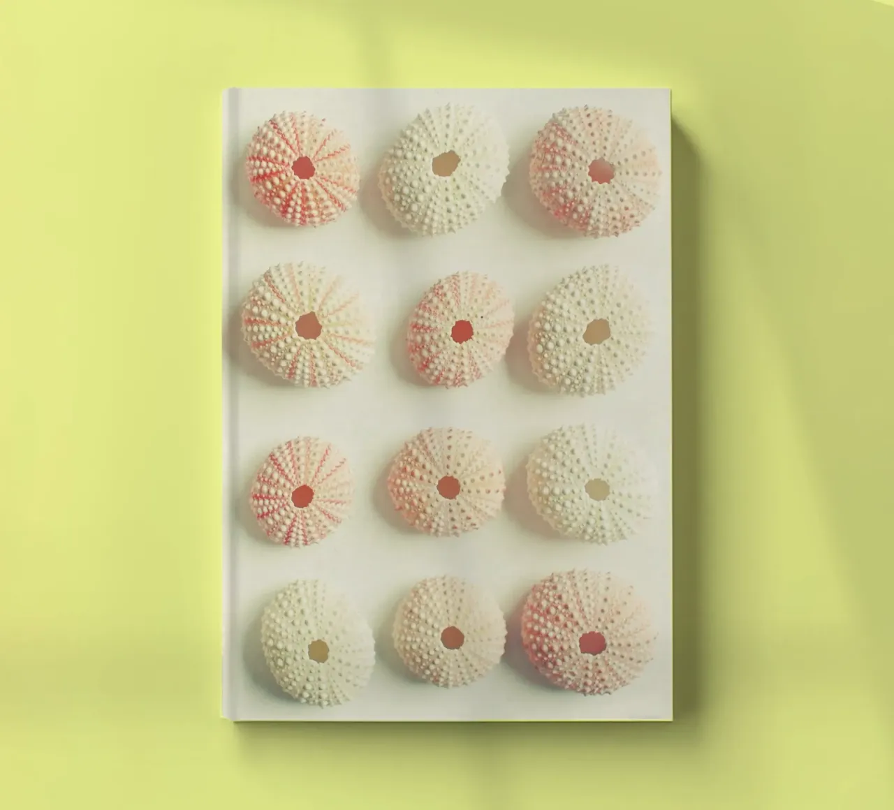 Sea Urchin Collection notebook by Cassia Beck Photography