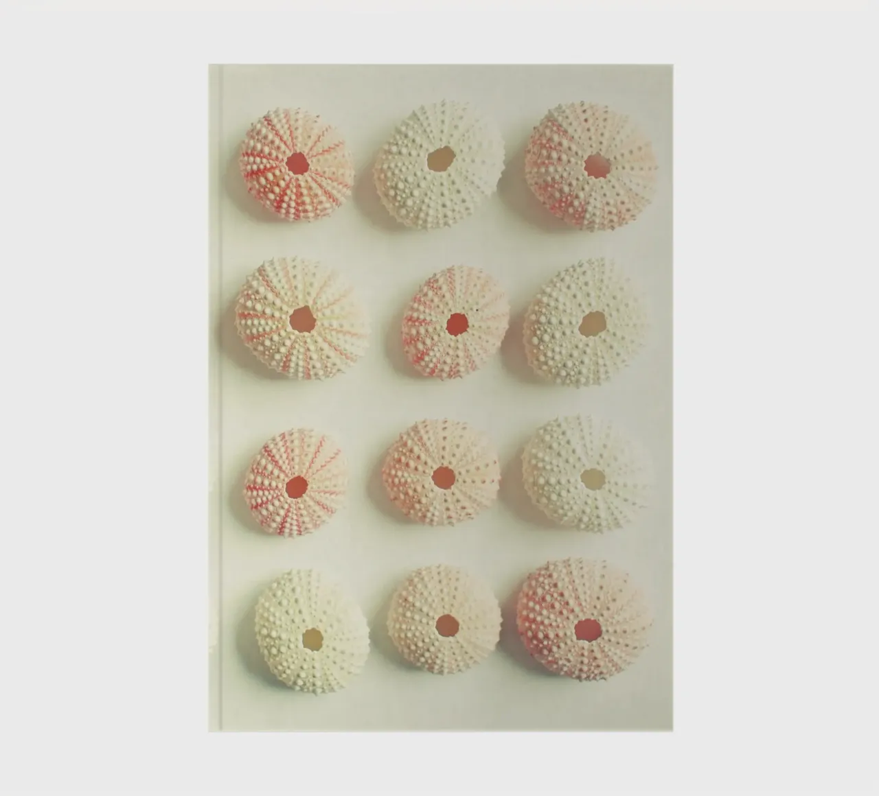 Sea Urchin Collection notebook by Cassia Beck Photography