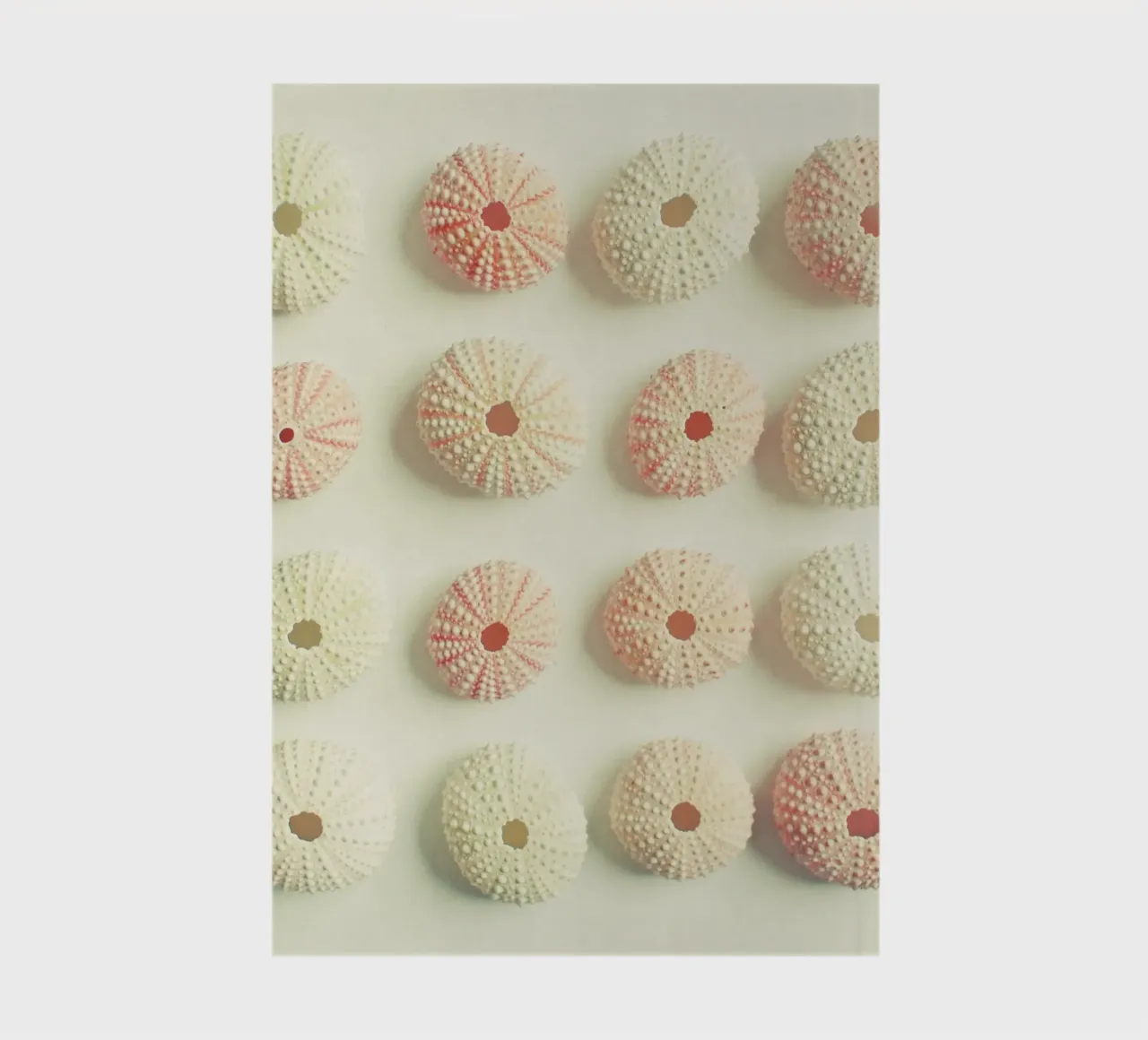 Sea Urchin Collection notebook by Cassia Beck Photography