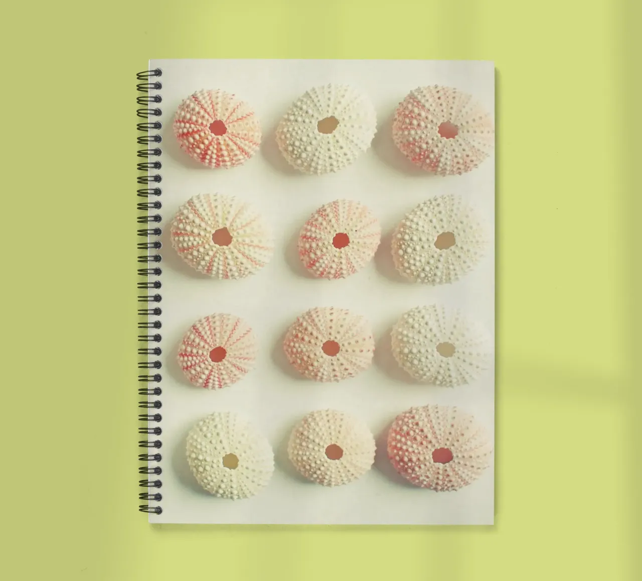 Collezione di ricci di mare diario ad anelli da Cassia Beck Photography