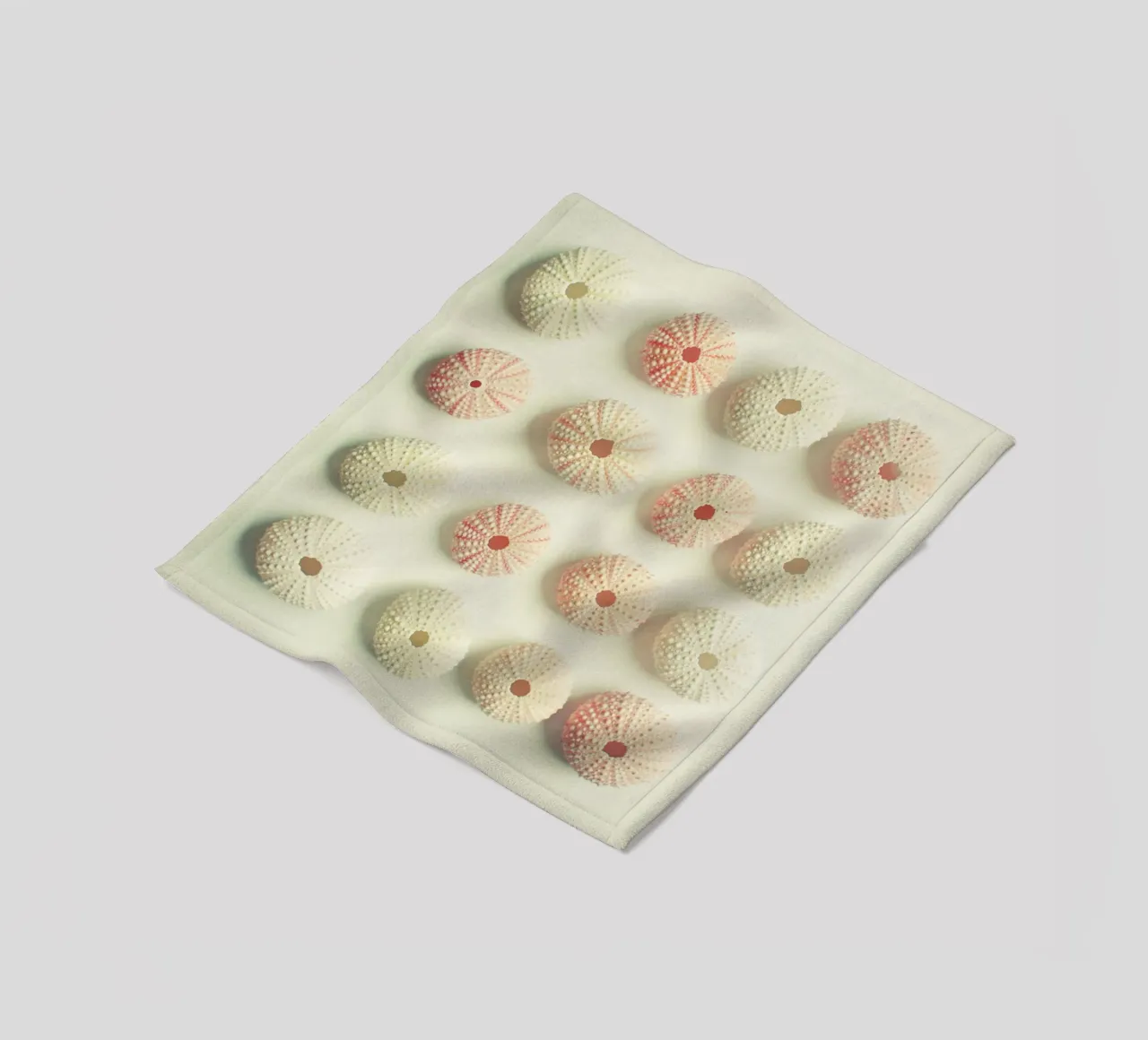 Collezione di ricci di mare coperta in pile da Cassia Beck Photography