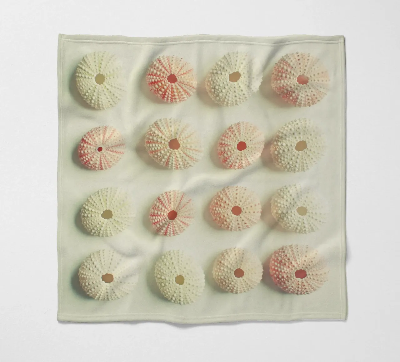 Collezione di ricci di mare coperta in pile da Cassia Beck Photography
