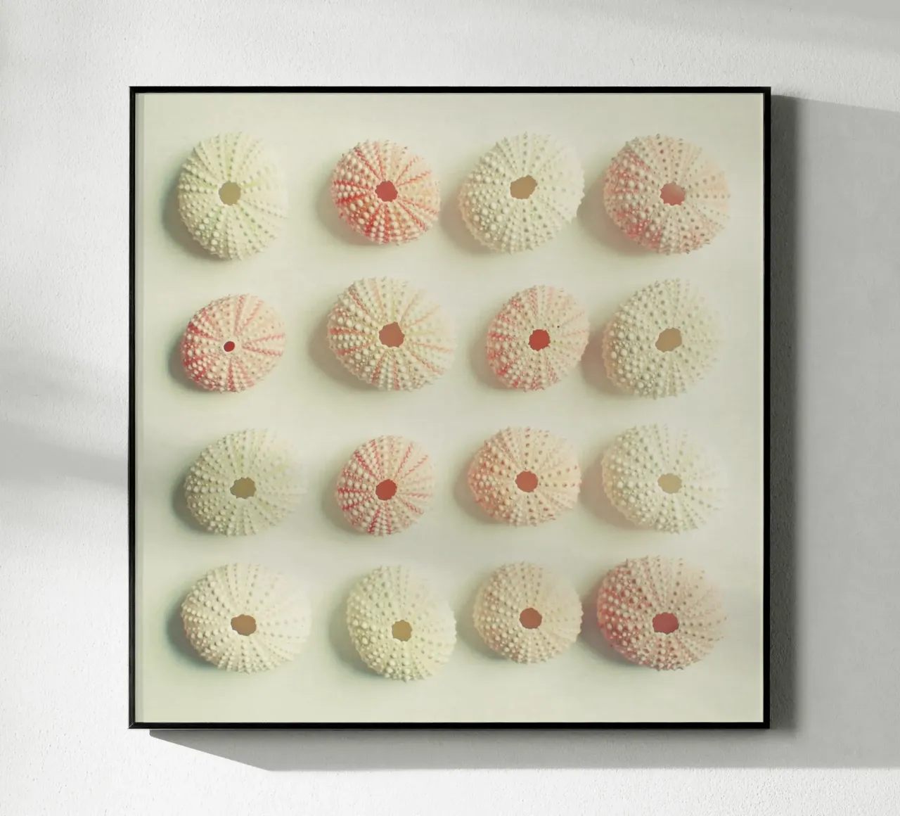 Collezione di ricci di mare plexiglass da Cassia Beck Photography