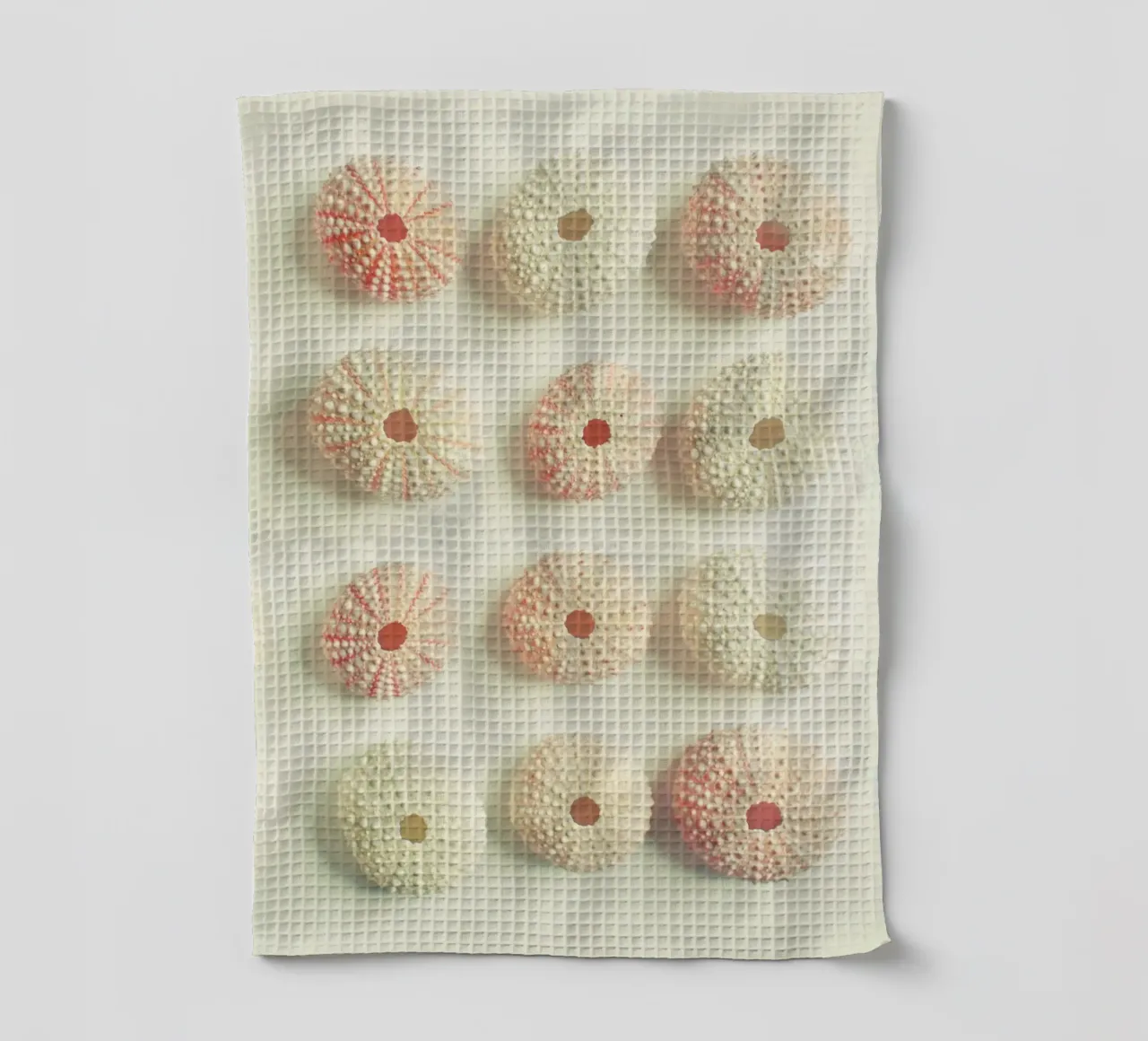 Collezione di ricci di mare canovaccio da cucina da Cassia Beck Photography