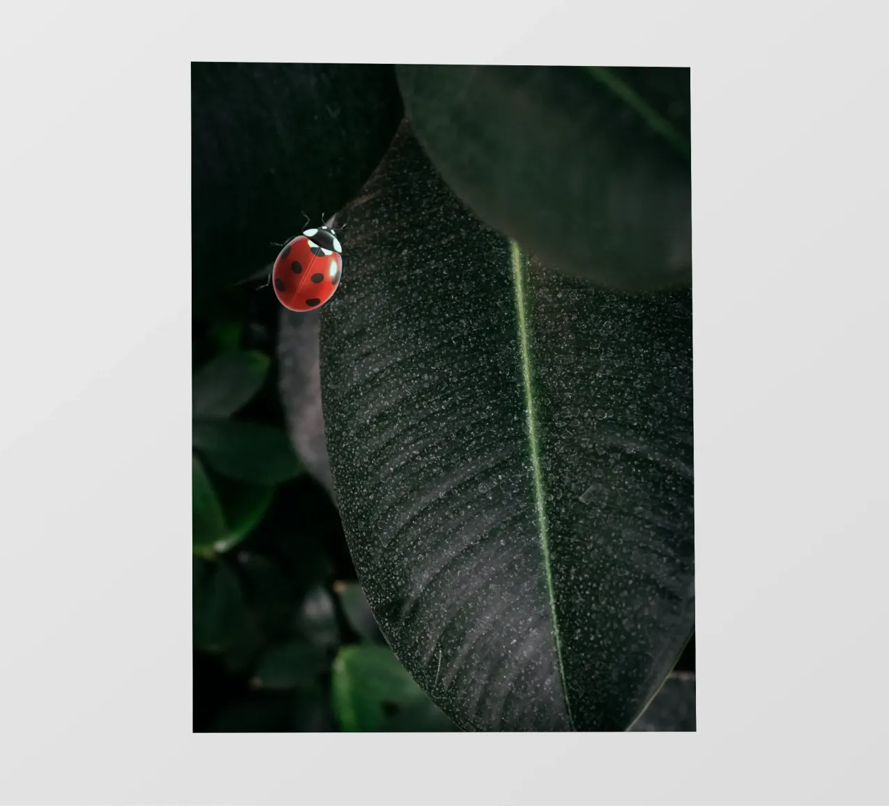 Red ladybug telo in pvc da LisaArtes