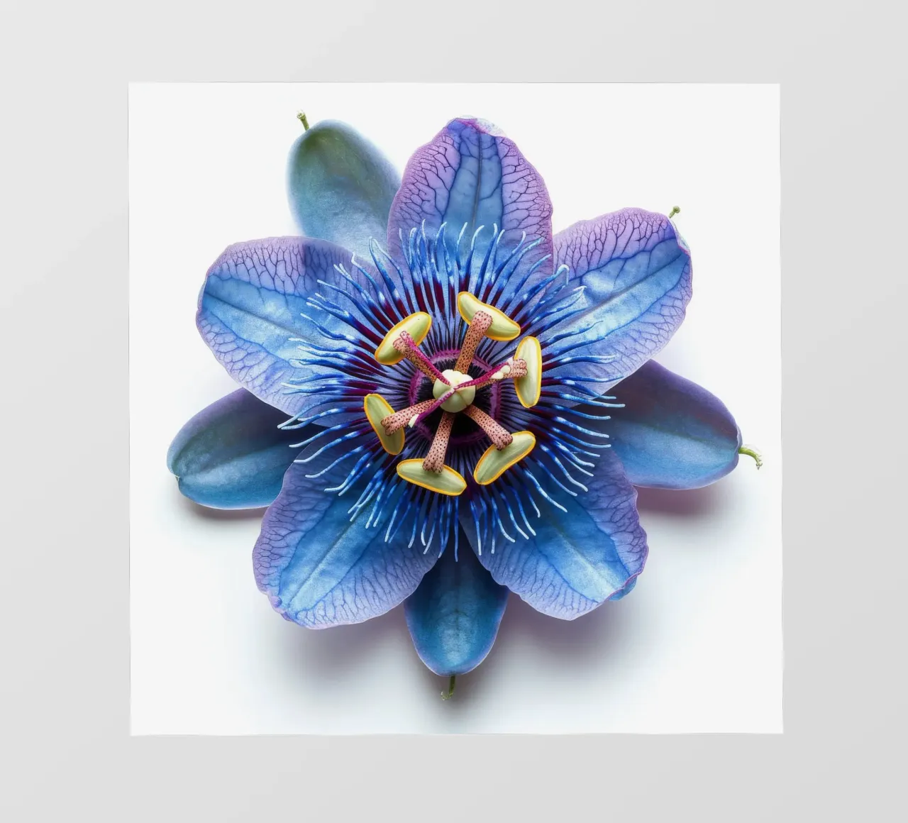 Passiflora 4 pellicola backlit da Bold Blooms