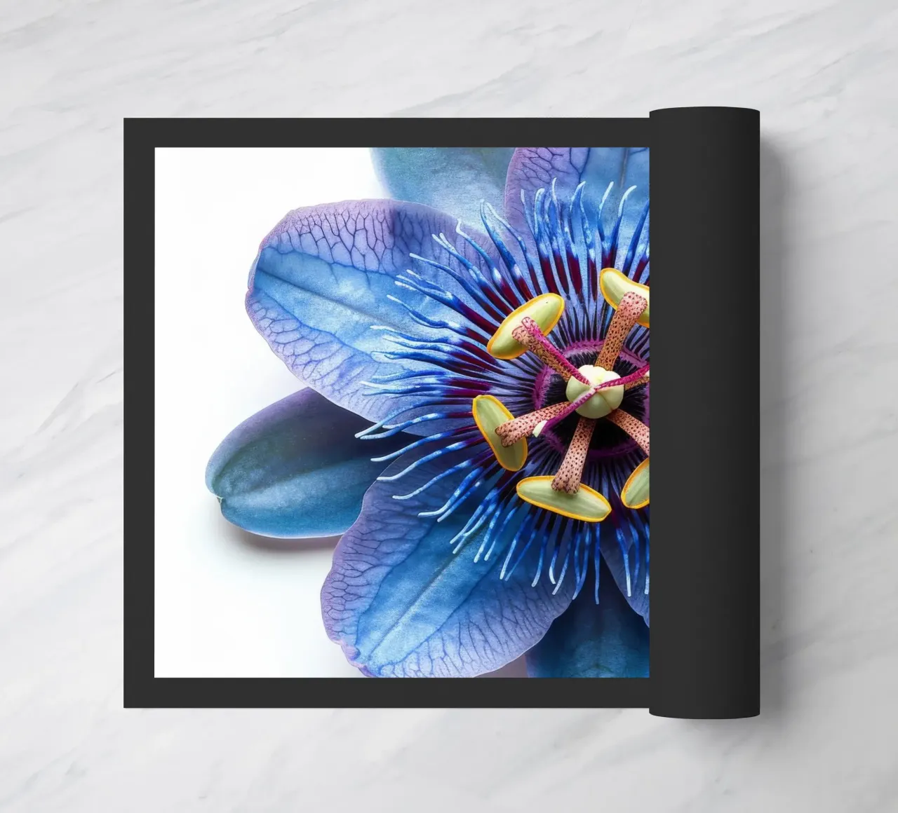 Passiflora 4 zerbino da Bold Blooms
