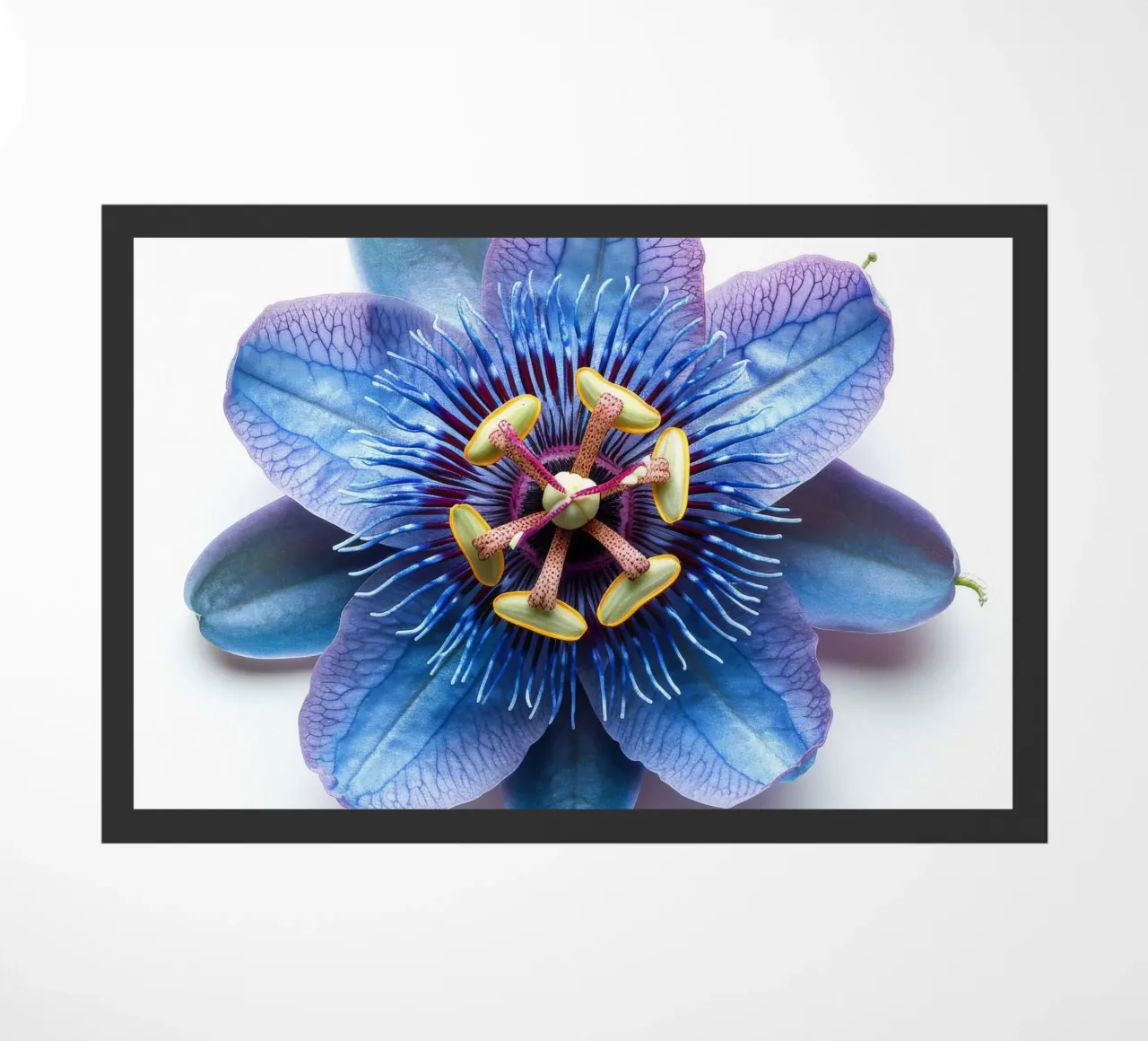 Passiflora 4 zerbino da Bold Blooms