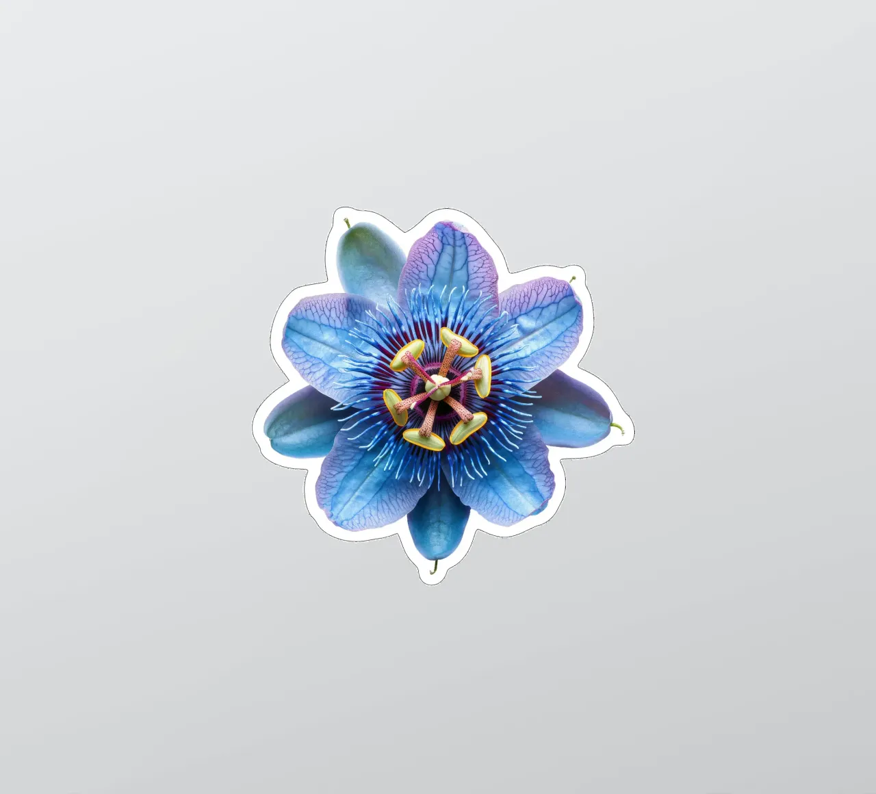 Passiflora 4 adesivo da Bold Blooms