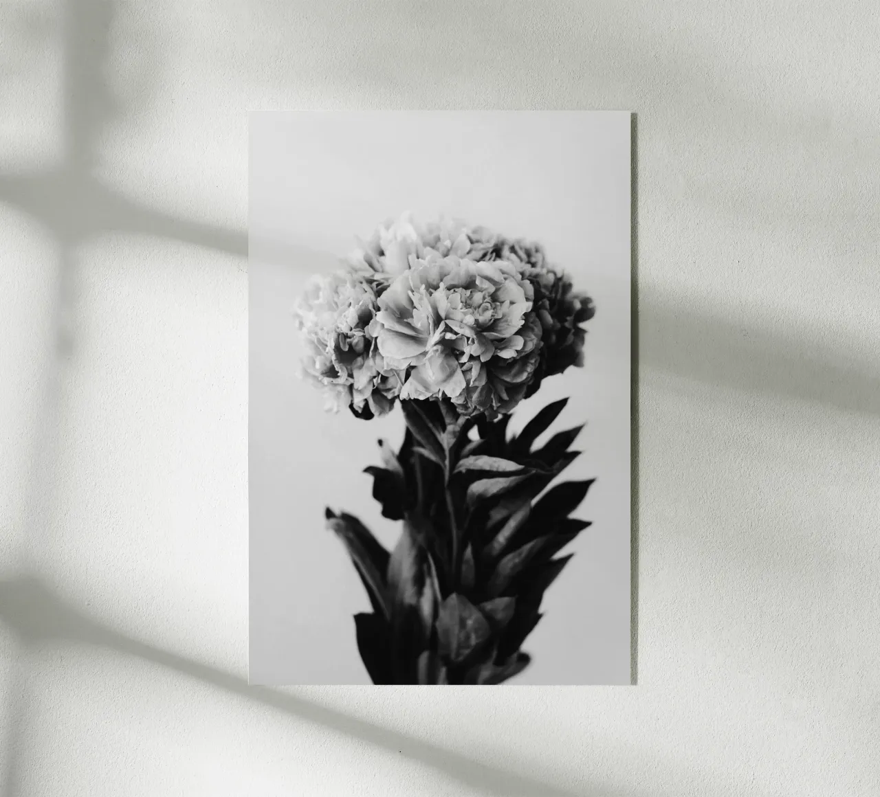 Peony plexiglass da selfieswithlove