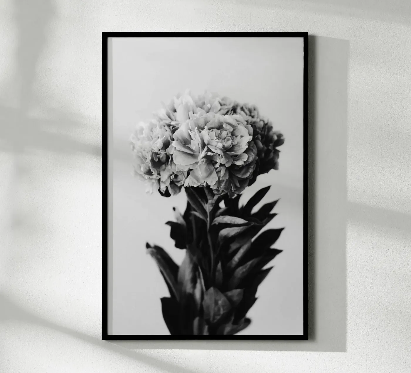 Peony poster by hesmerstudio