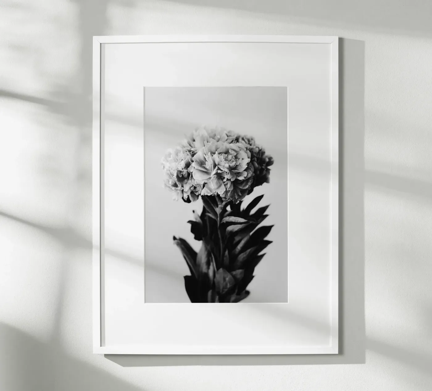 Peony poster by hesmerstudio