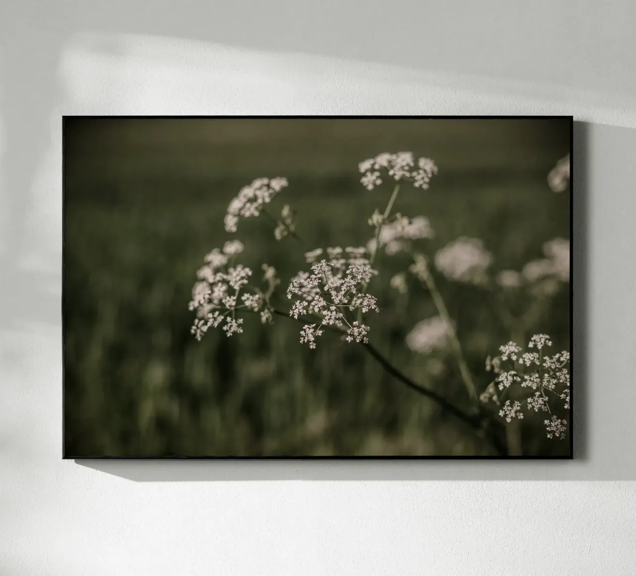 Elderberry plexiglass da selfieswithlove