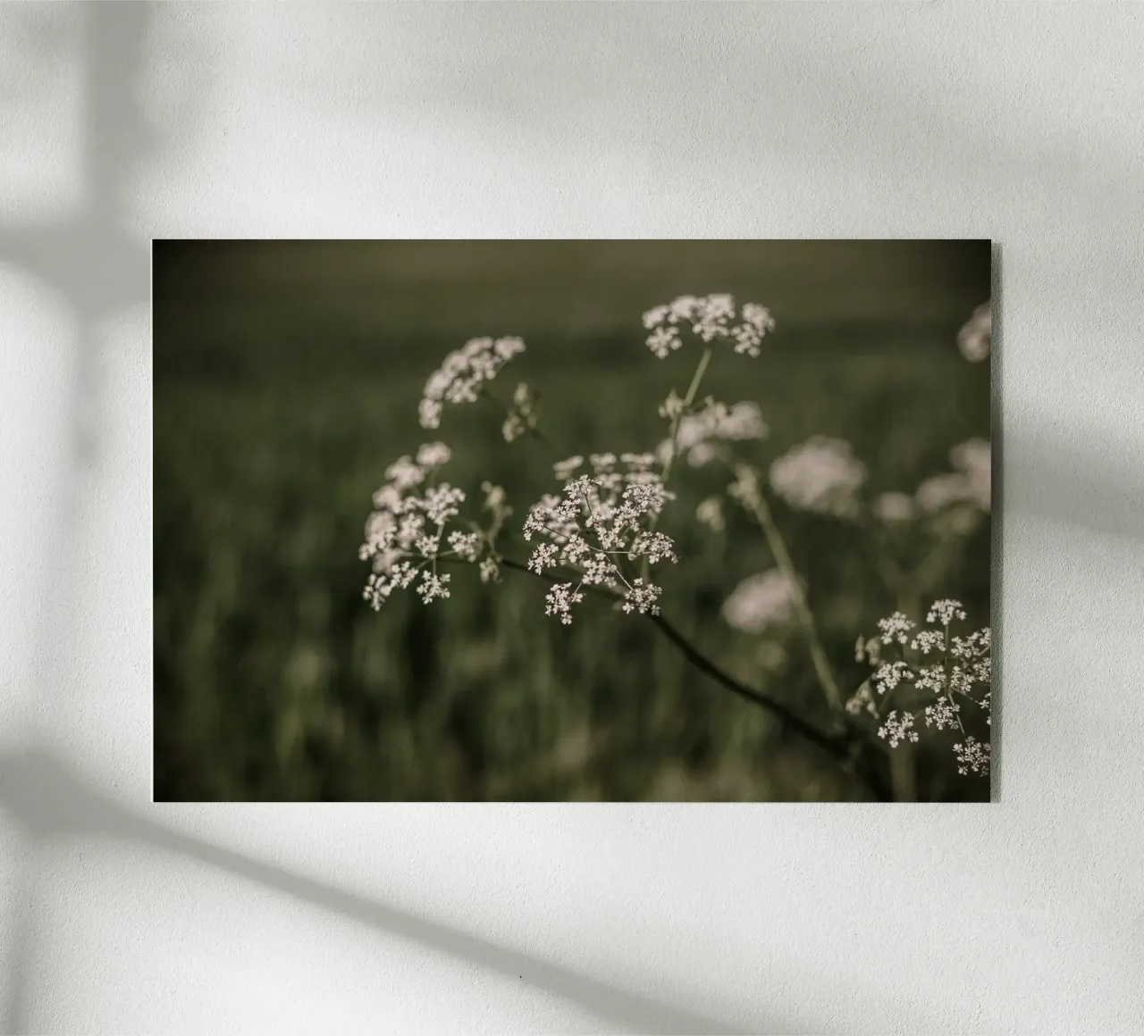 Elderberry plexiglass da selfieswithlove