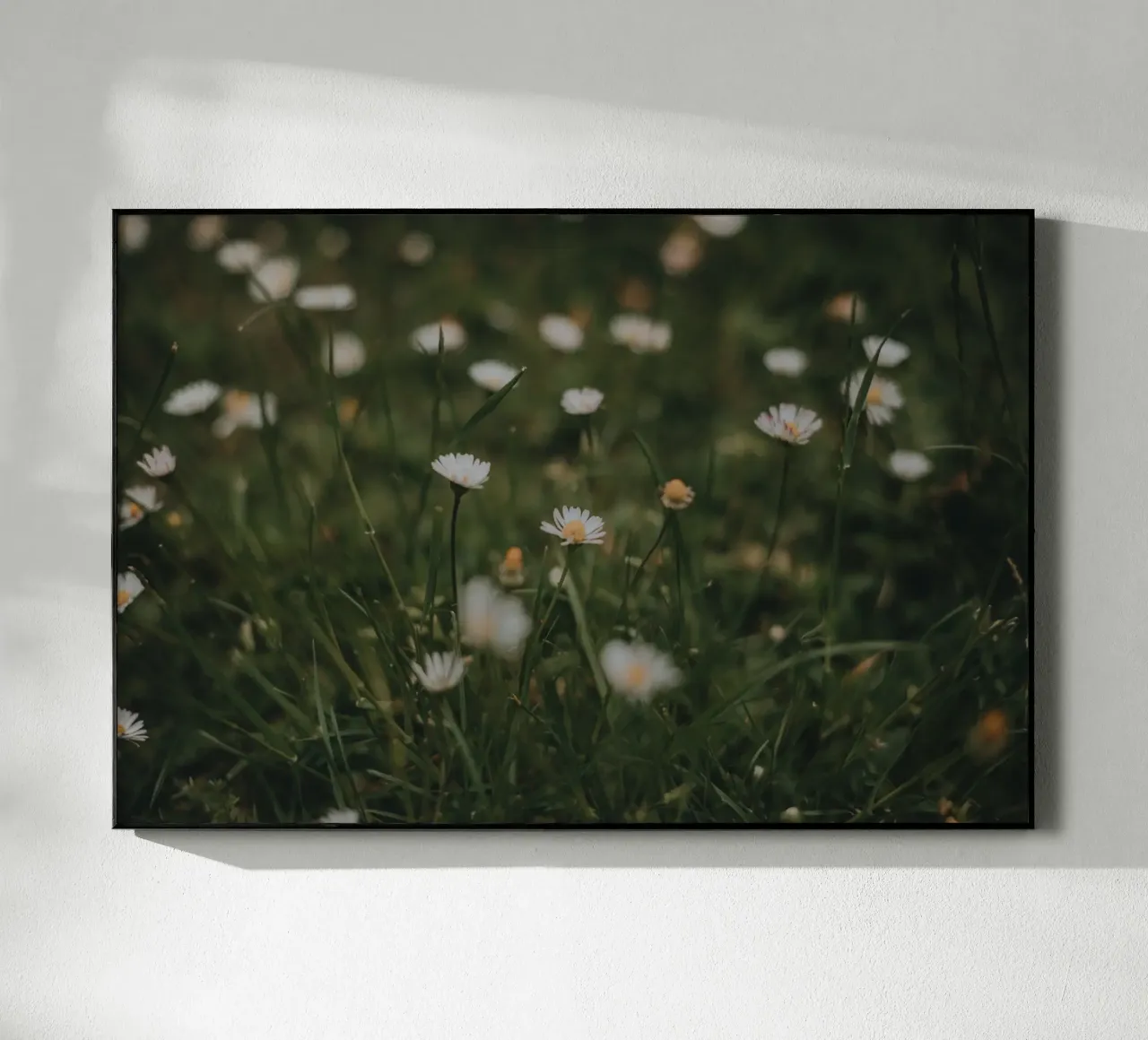 Daisies plexiglass da selfieswithlove