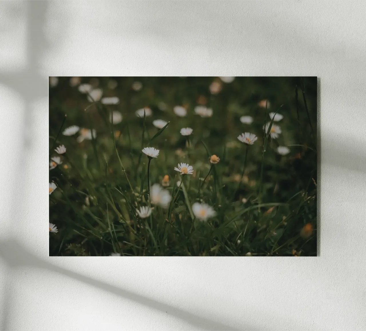 Daisies plexiglass da selfieswithlove