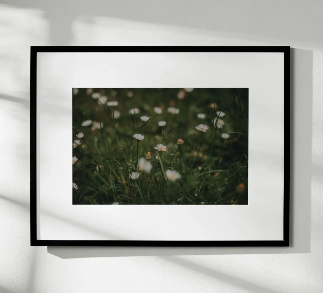 Daisies poster da selfieswithlove