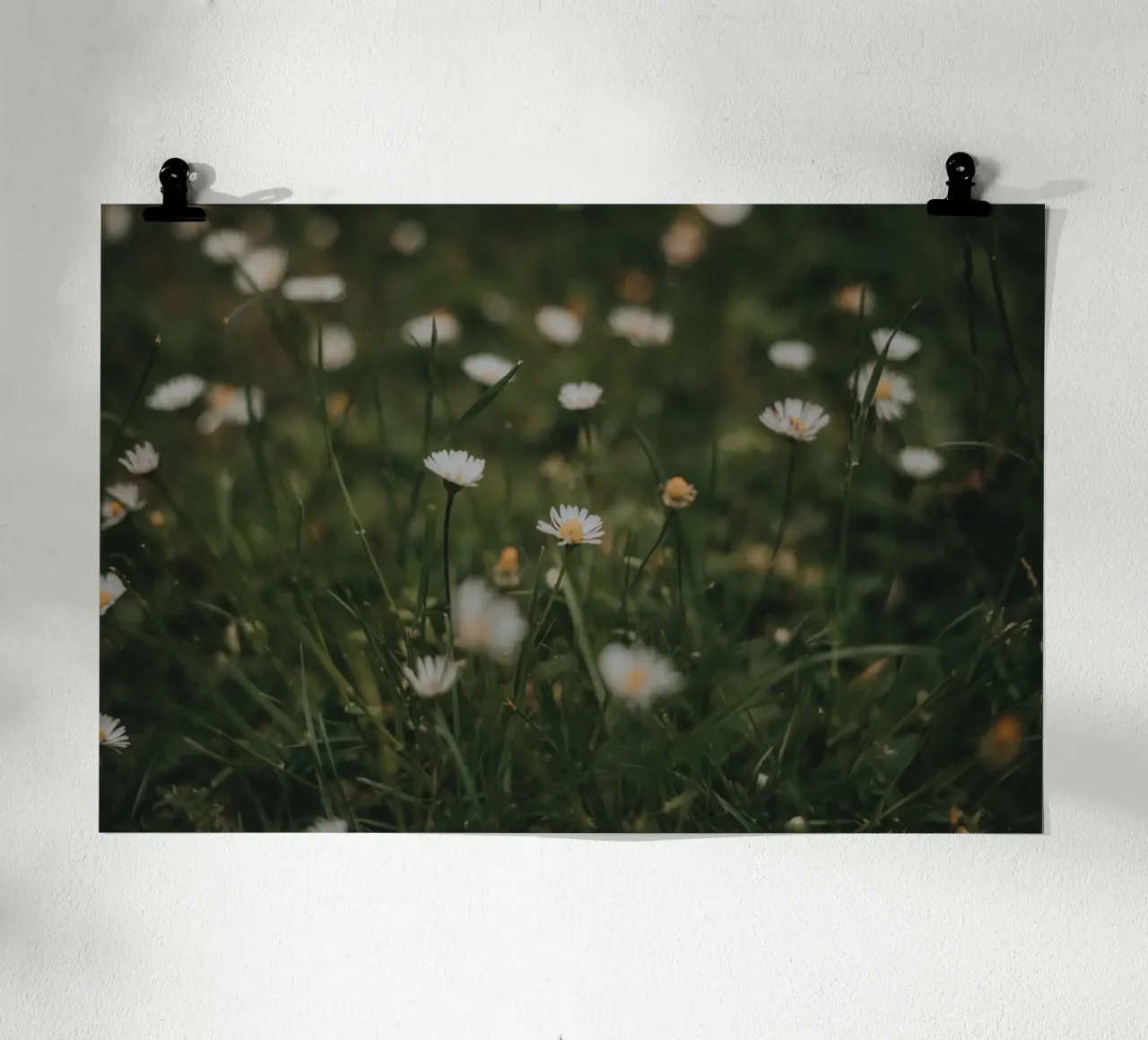 Daisies poster da selfieswithlove