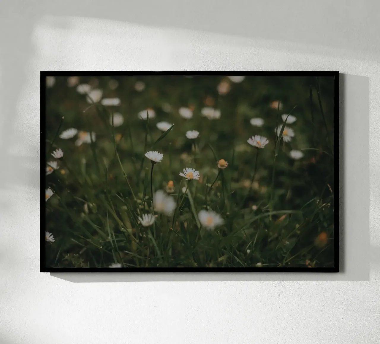 Daisies poster da selfieswithlove