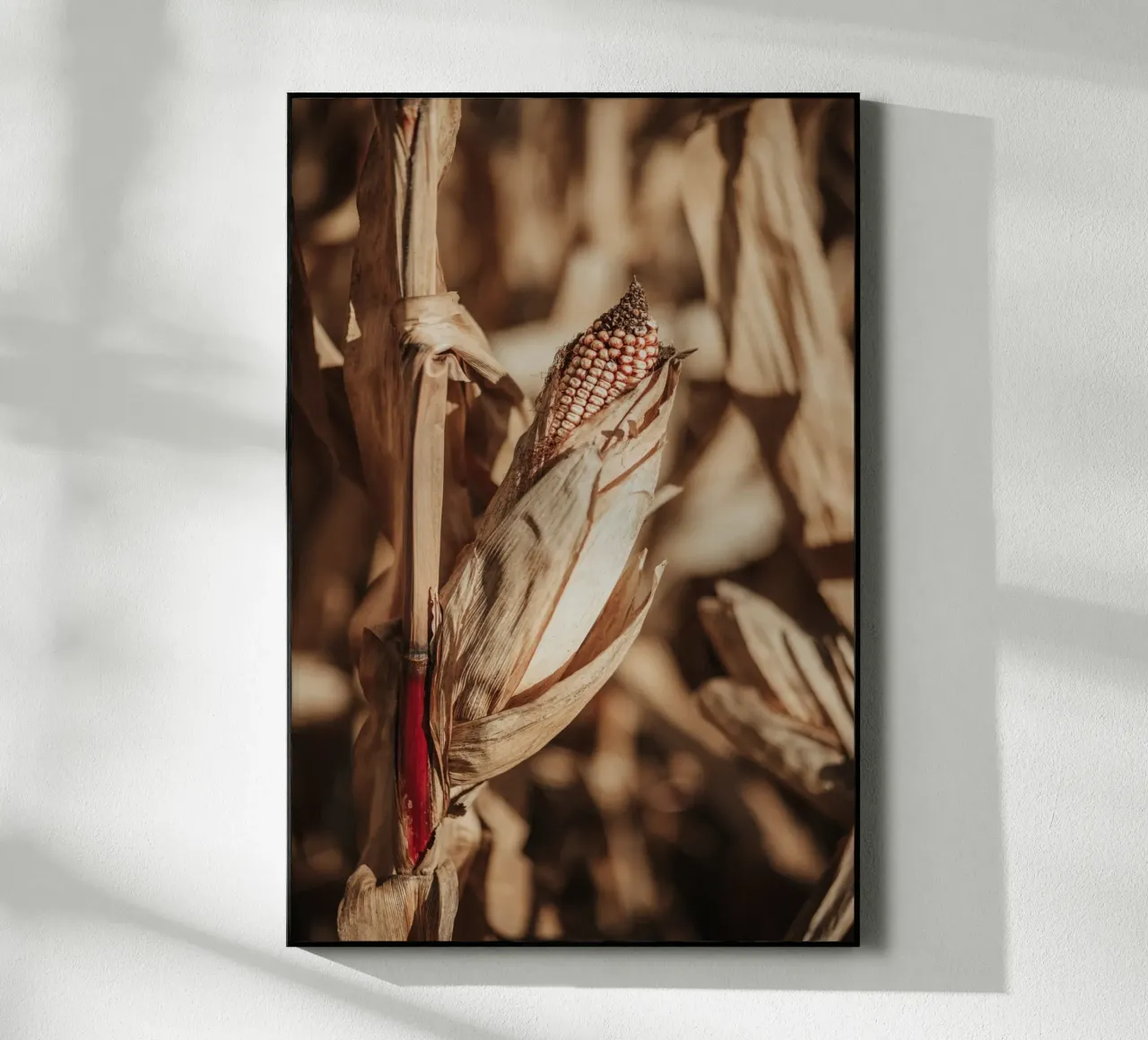 Corn plexiglass da selfieswithlove