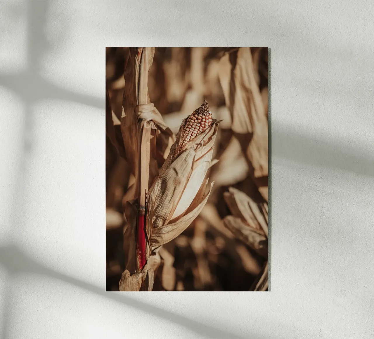 Corn plexiglass da selfieswithlove