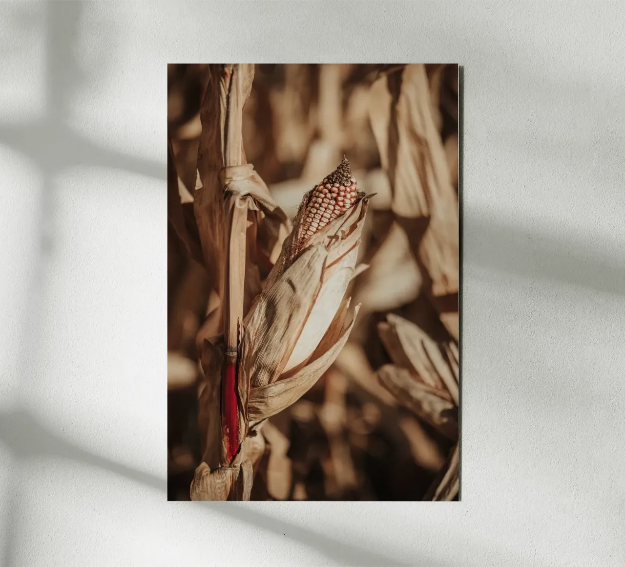 Corn forex plate by selfieswithlove