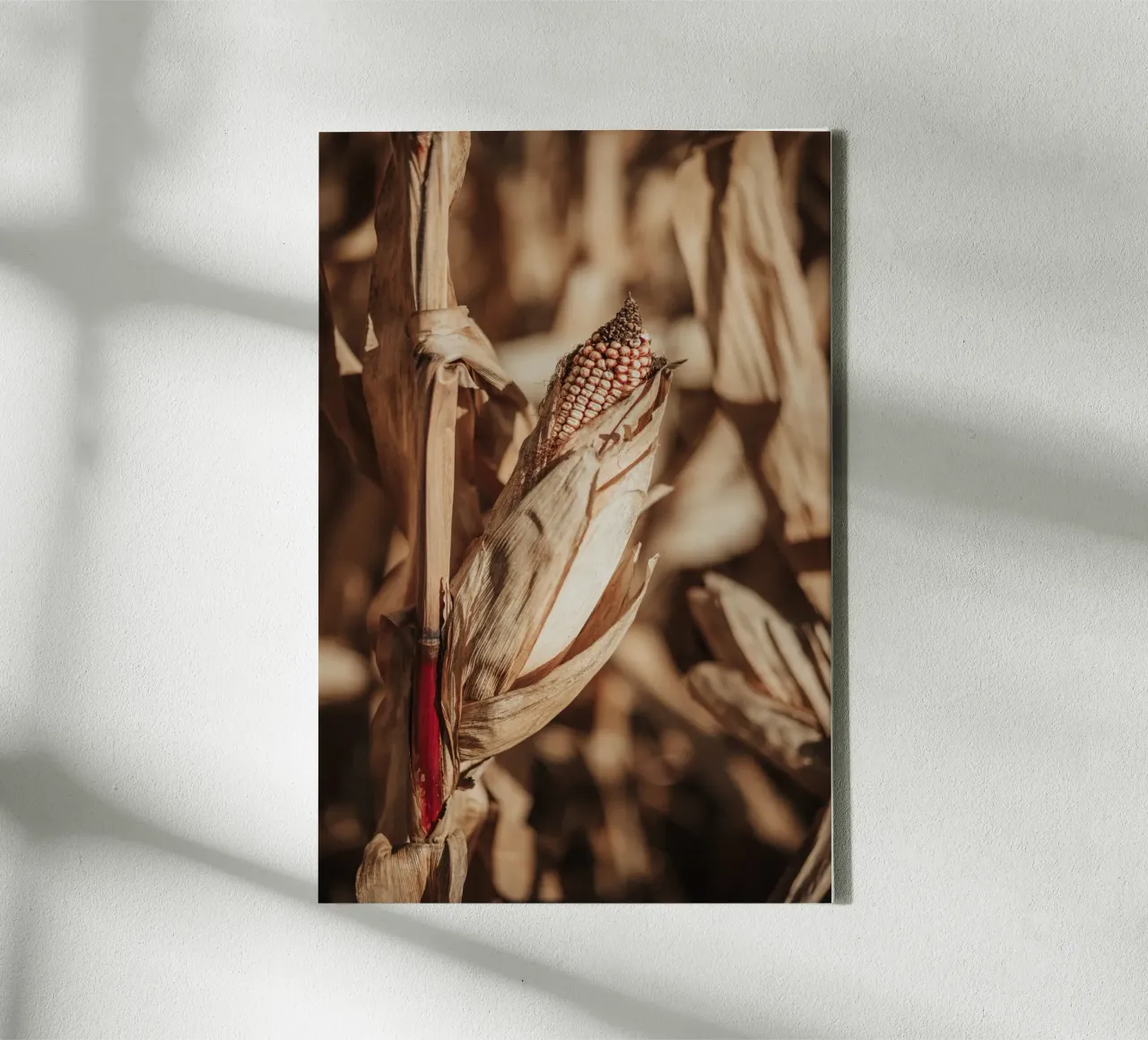 Corn tela da selfieswithlove