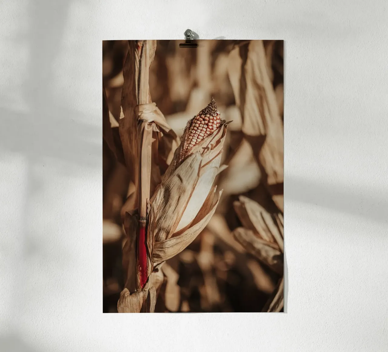 Corn poster da selfieswithlove