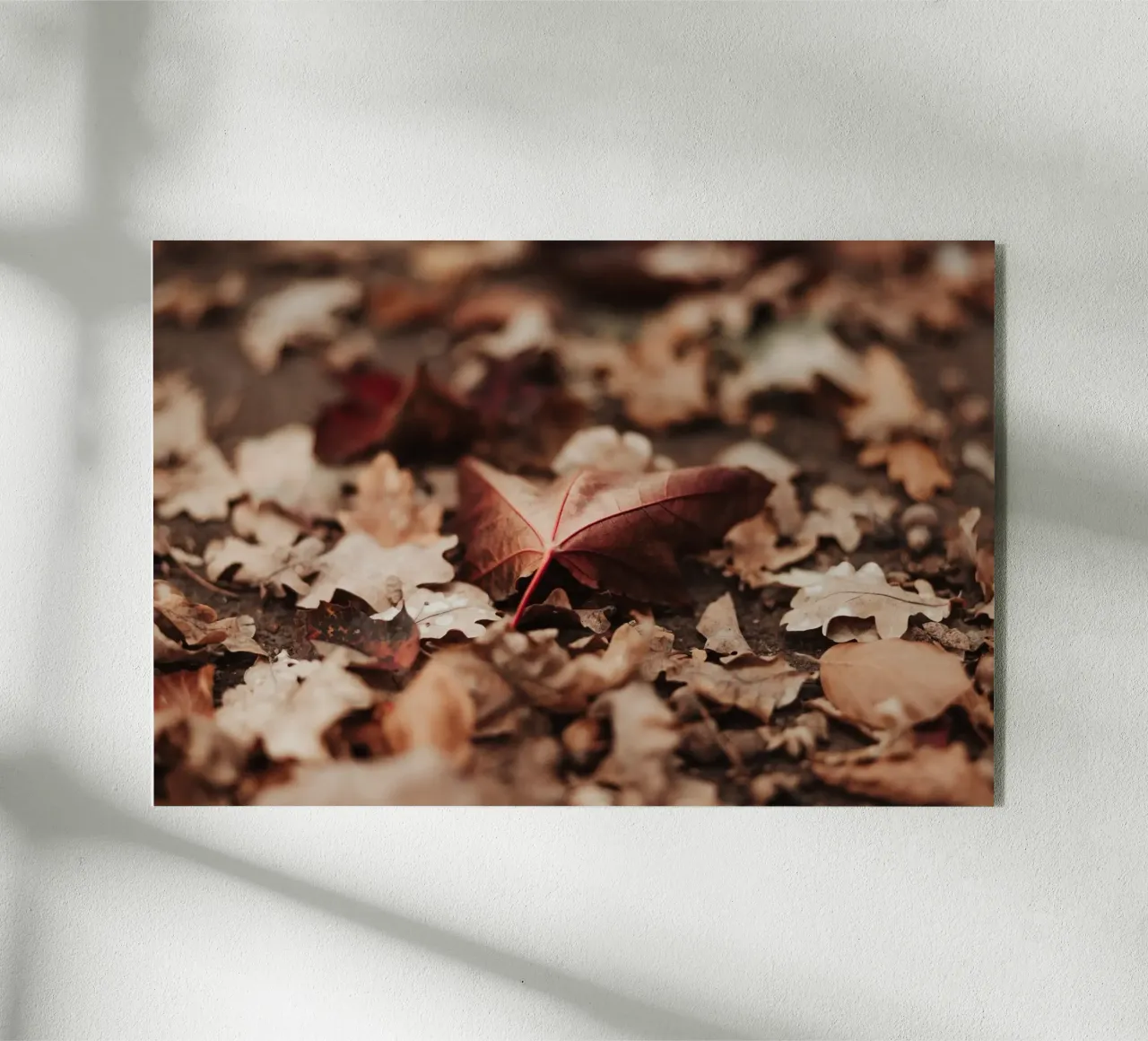 Fallen Leaves plexiglass da selfieswithlove