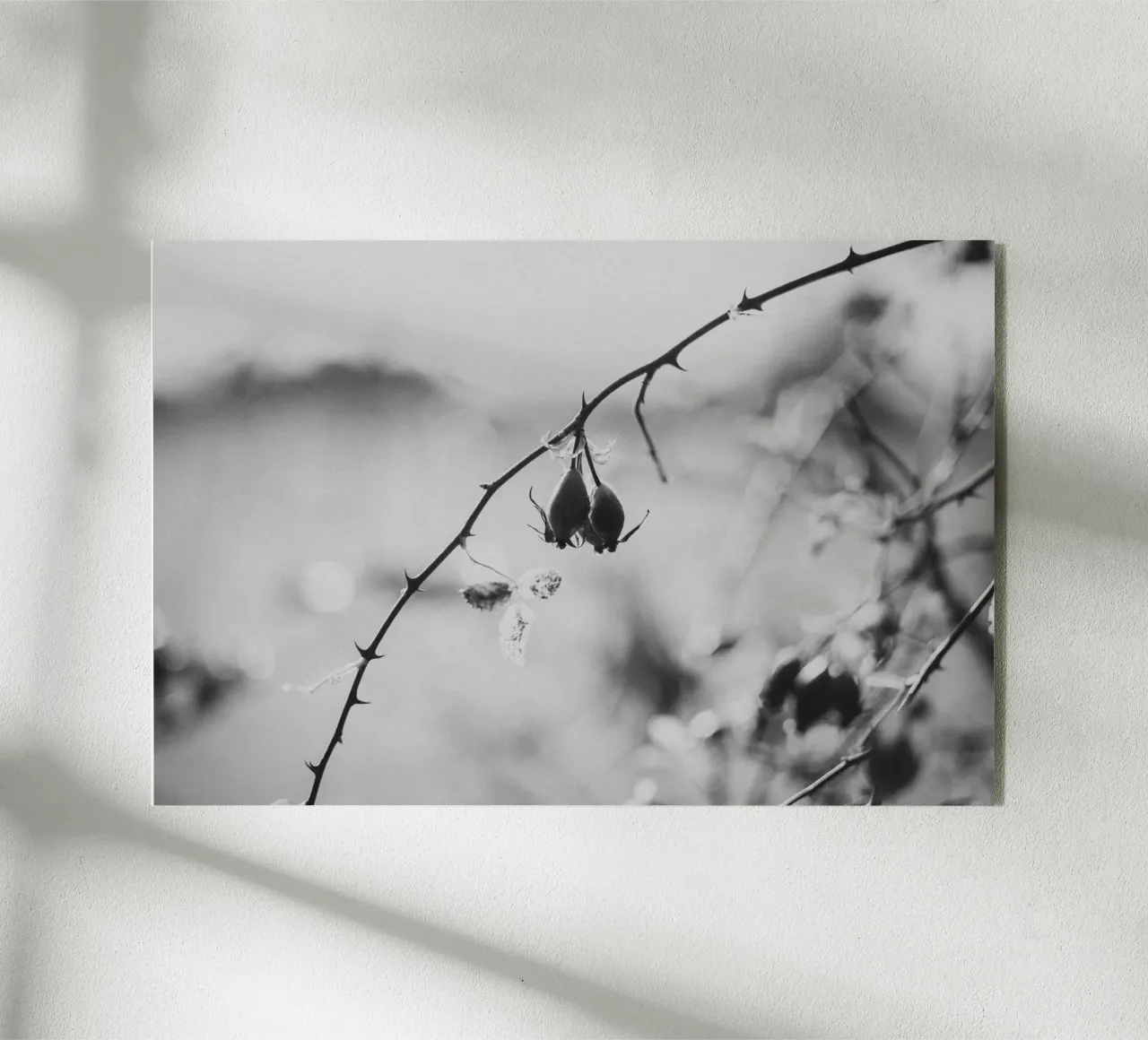 Rose Hip plexiglass da selfieswithlove