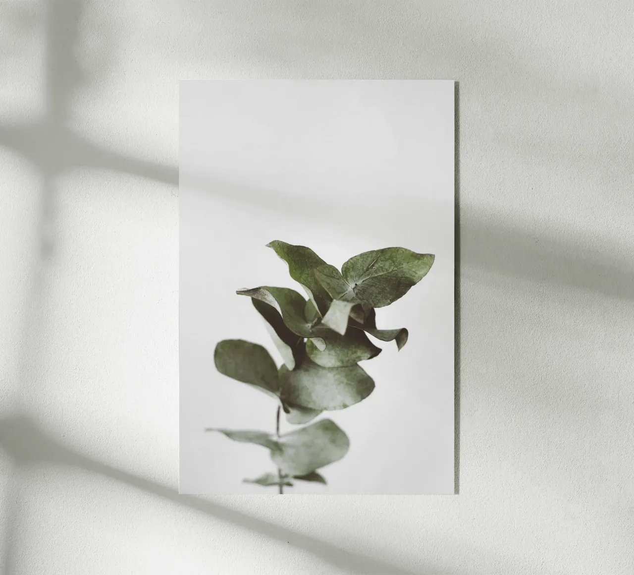 Eucalyptus Pt. II plexiglass da selfieswithlove