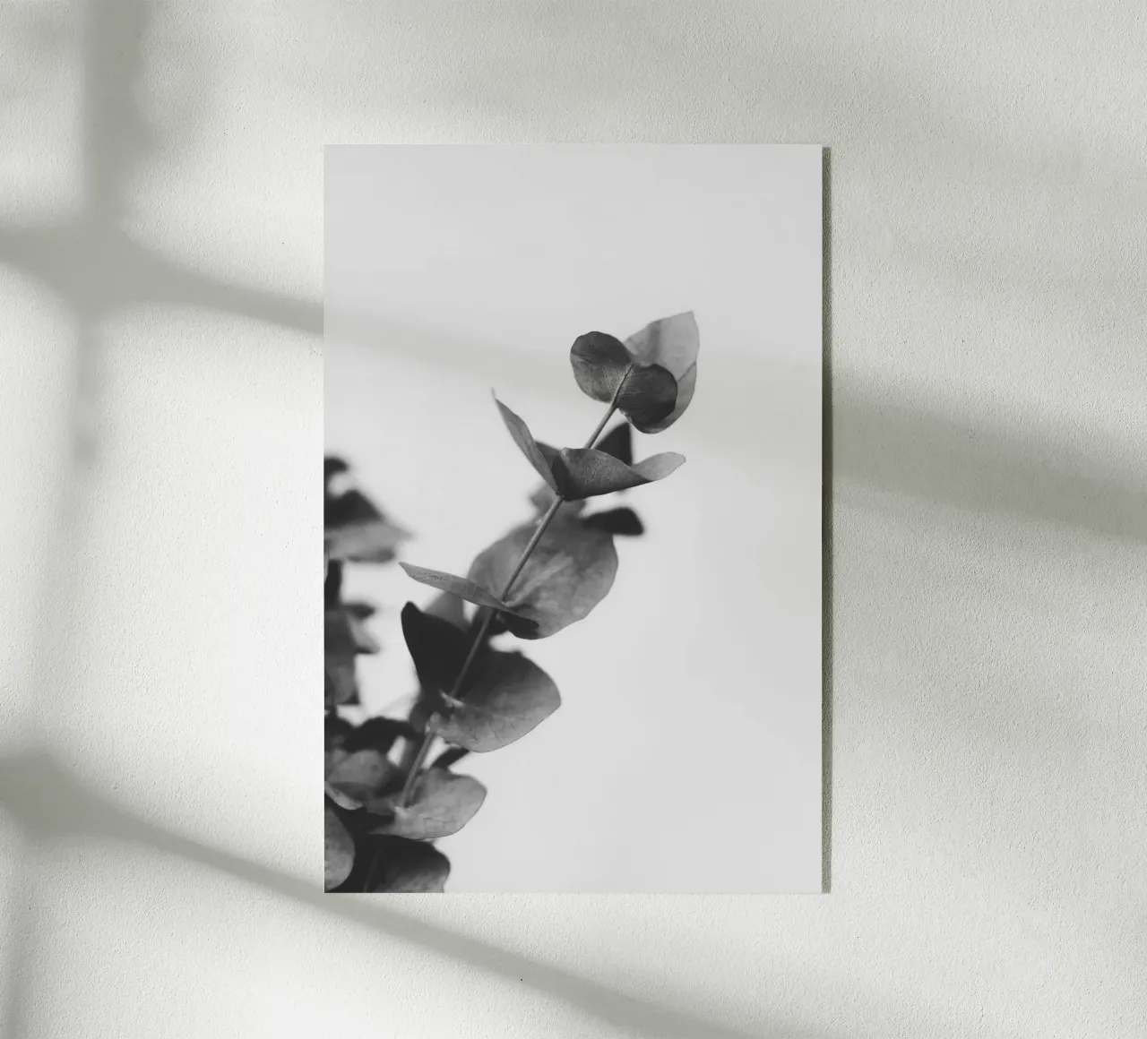 Eucalyptus Pt. V plexiglass da selfieswithlove