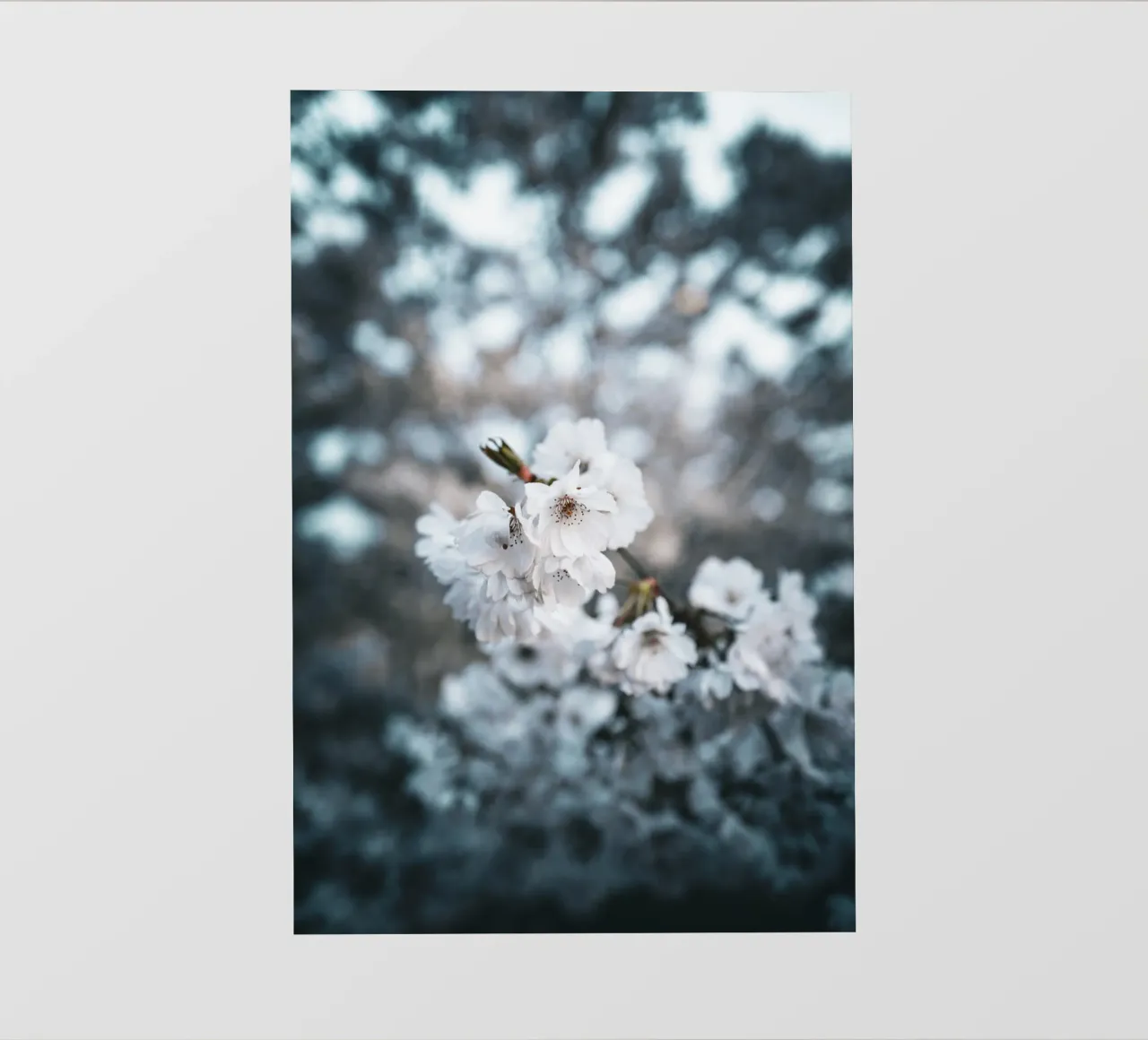 Kirschblüte photo wallpaper by Flo Klein