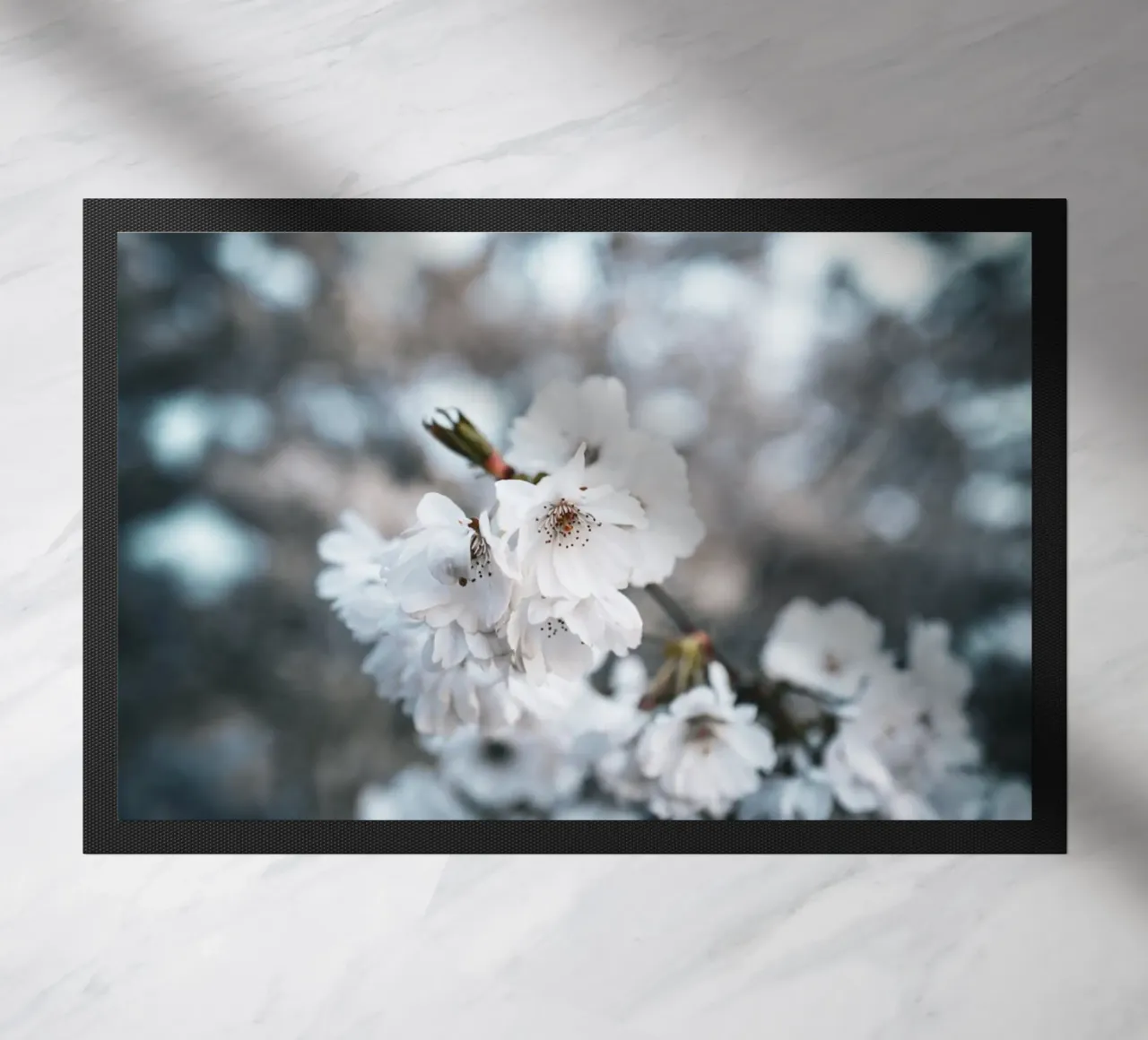 Kirschblüte zerbino da Flo Klein