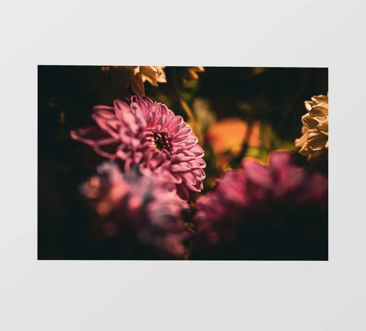 Blume pellicola backlit da Flo Klein