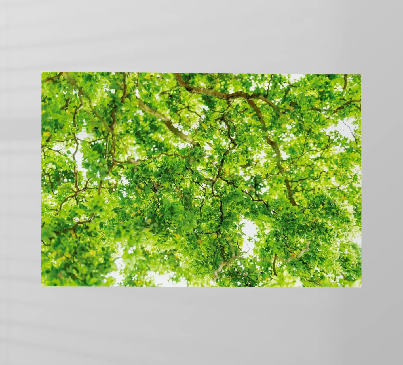 Hazel Tree pellicola backlit da Curious Collections by Marielle Leenders