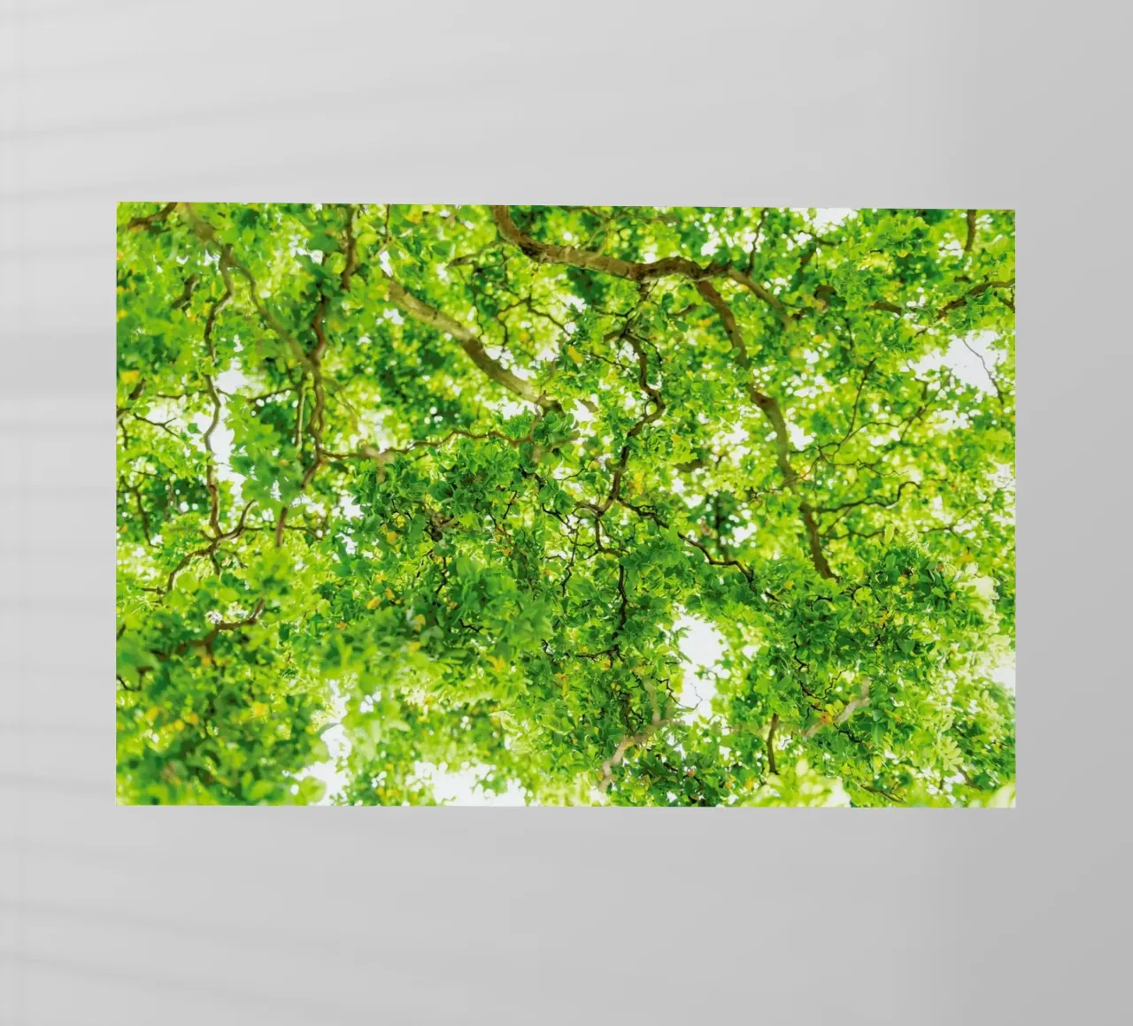 Hazel Tree pellicola backlit da Curious Collections by Marielle Leenders