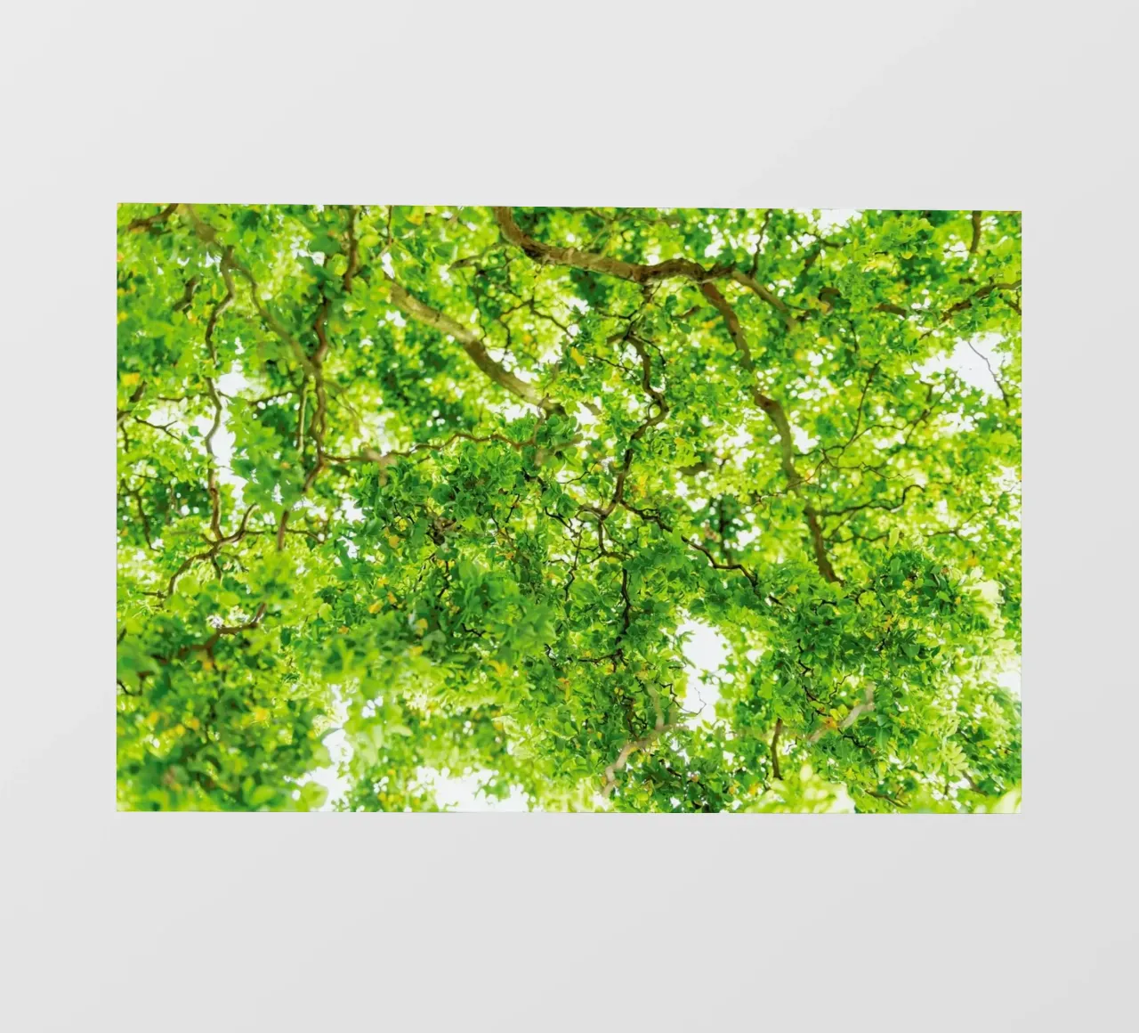 Hazel Tree pellicola backlit da Curious Collections by Marielle Leenders