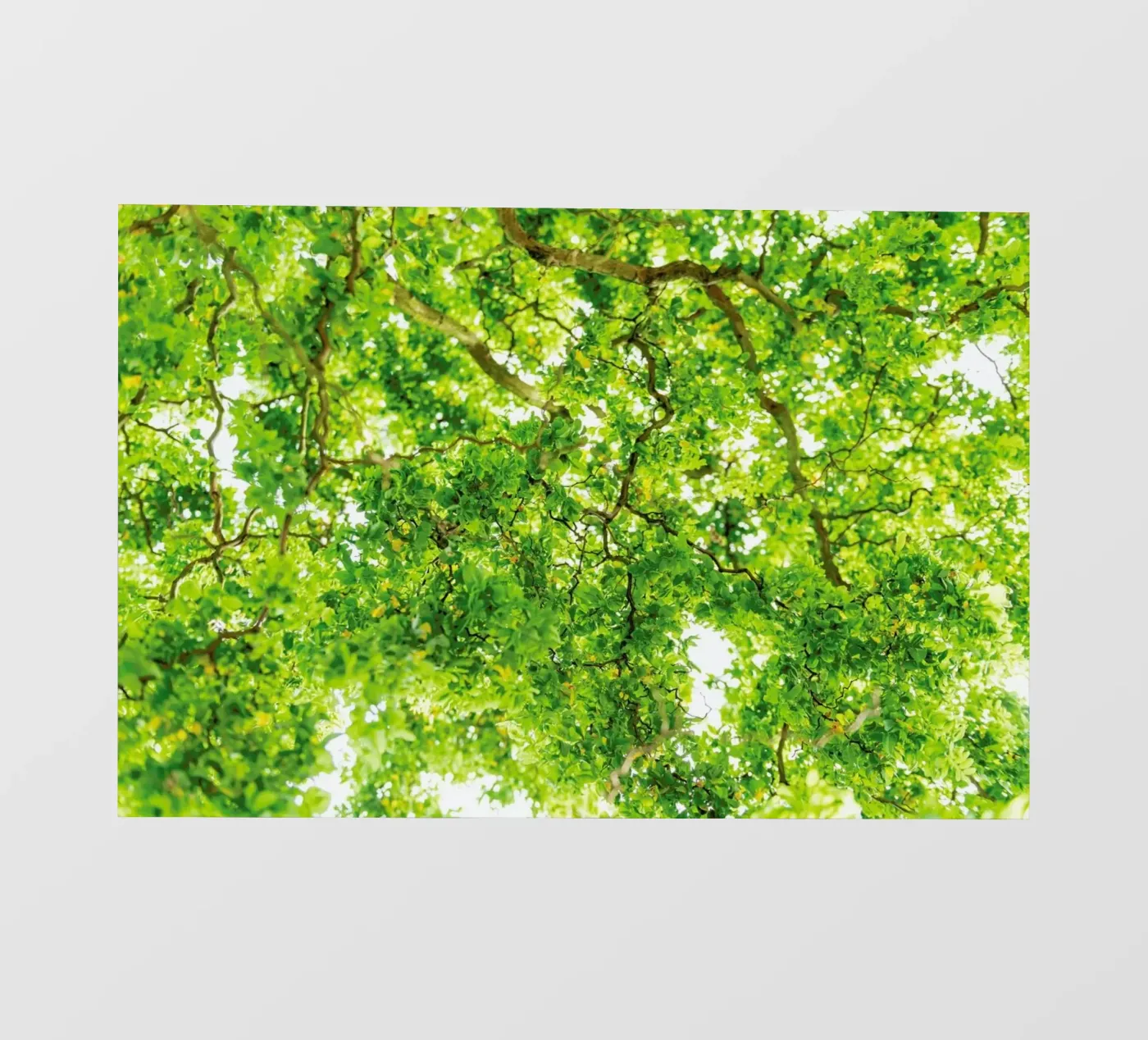 Hazel Tree pellicola backlit da Curious Collections by Marielle Leenders