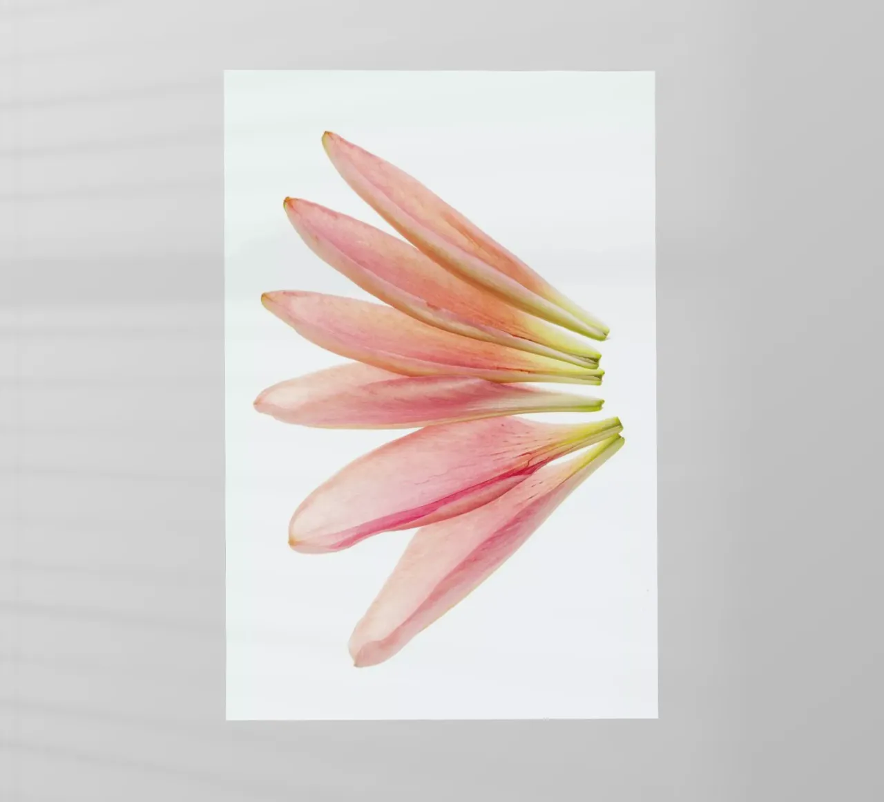 Lillyleaves pellicola backlit da Curious Collections by Marielle Leenders