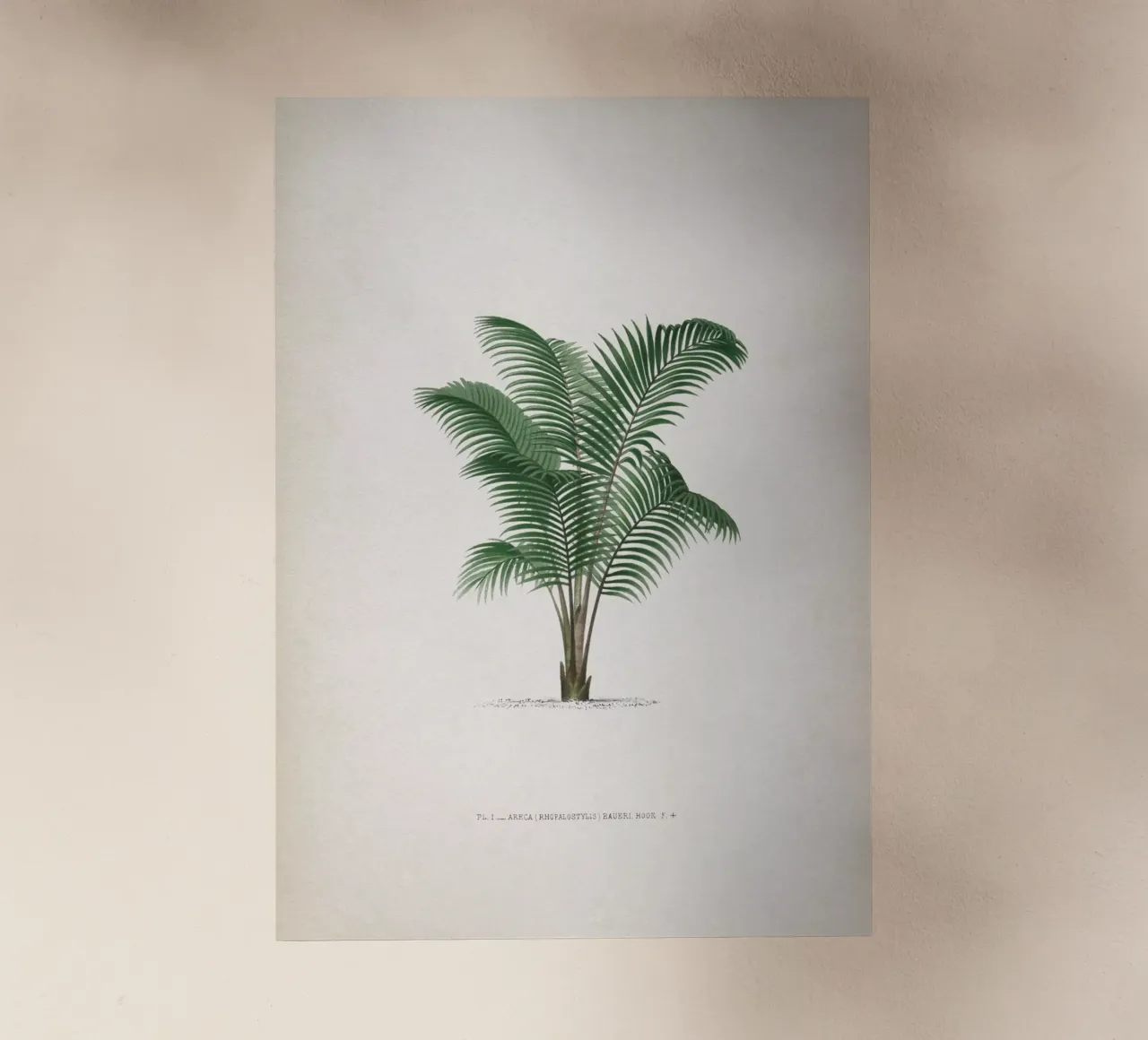Vintage Kerchove 2 Les Palmiers 1 pellicola backlit da Vintage Print Collection
