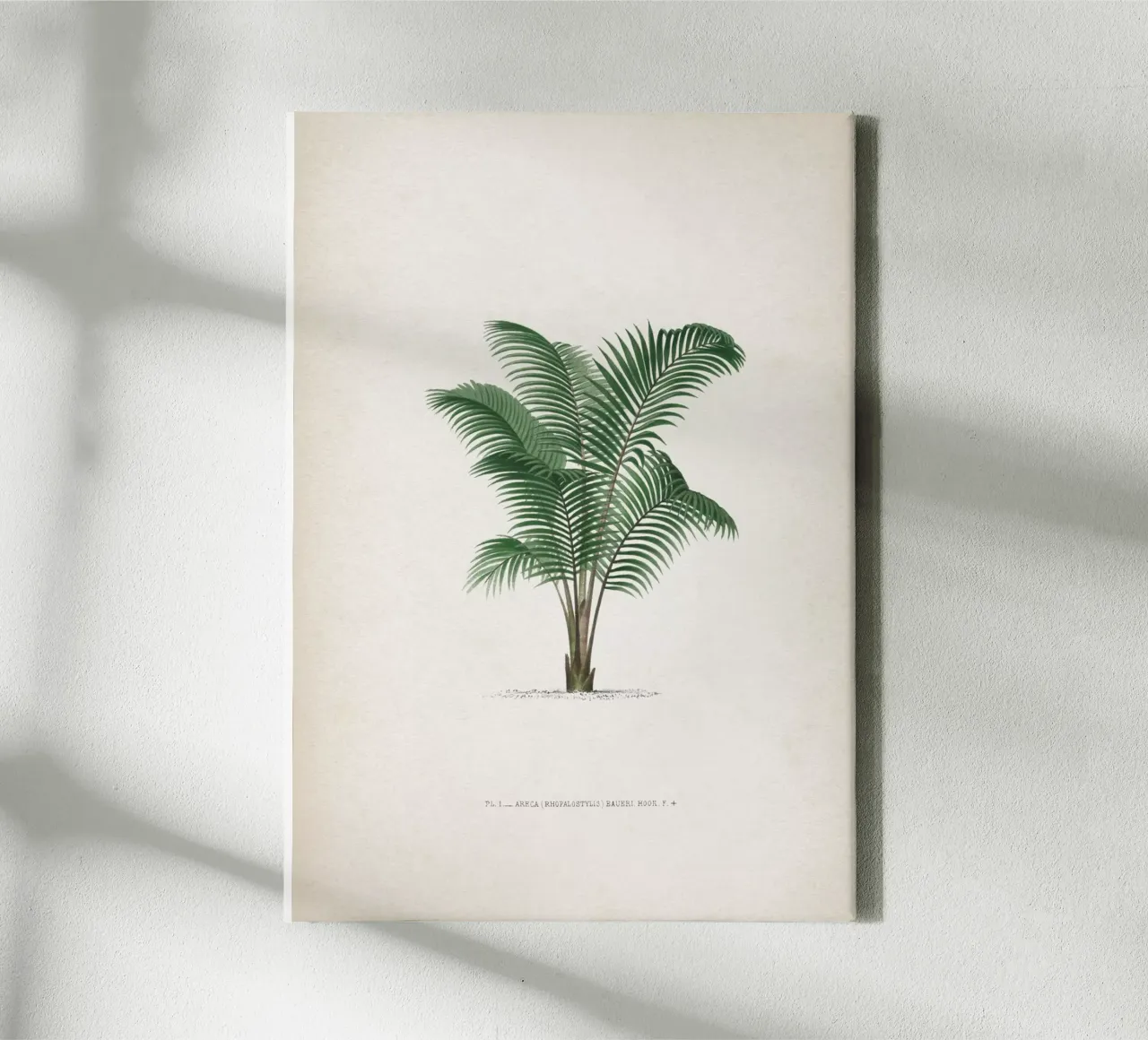 Vintage Kerchove 2 Les Palmiers 1 canvas by Vintage Print Collection