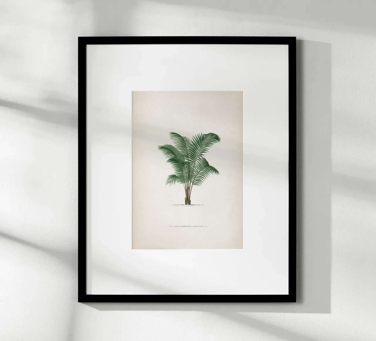 Vintage Kerchove 2 Les Palmiers 1 poster con telaio in alluminio da Vintage Print Collection
