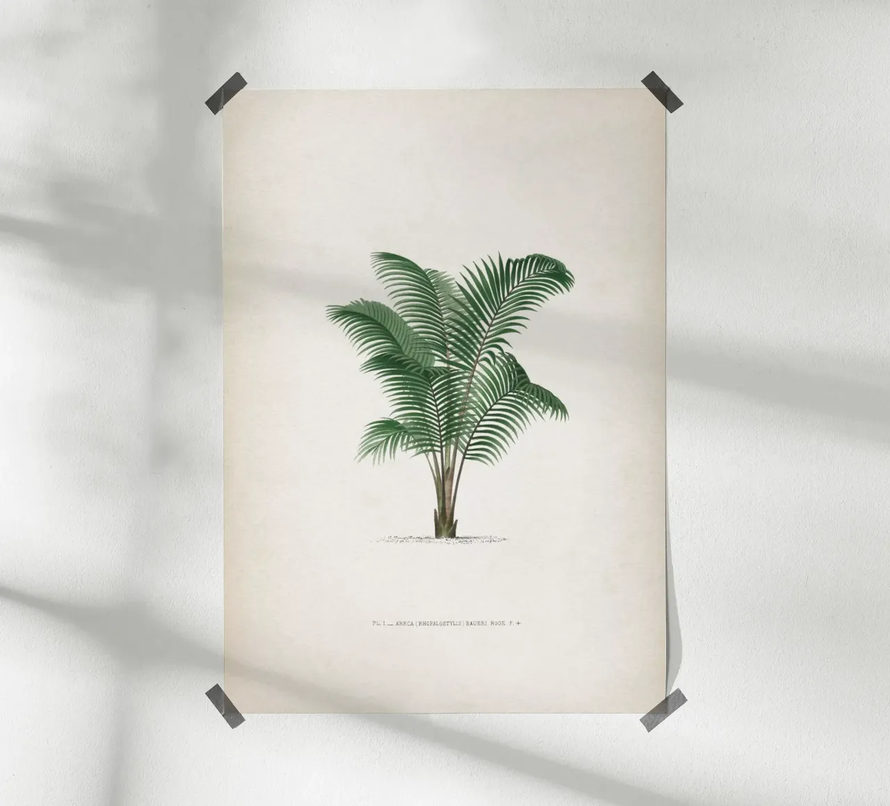Vintage Kerchove 2 Les Palmiers 1 poster con telaio in alluminio da Vintage Print Collection