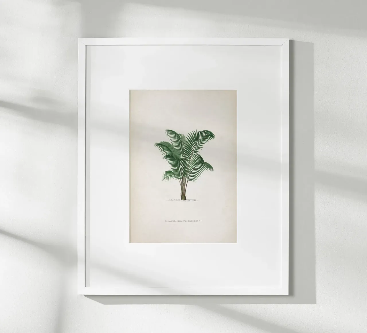 Vintage Kerchove 2 Les Palmiers 1 poster con telaio in alluminio da Vintage Print Collection