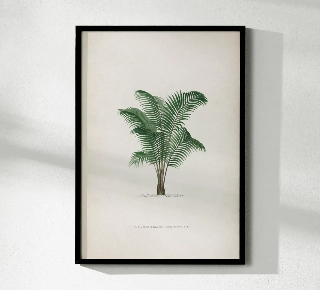 Vintage Kerchove 2 Les Palmiers 1 poster con telaio in alluminio da Vintage Print Collection
