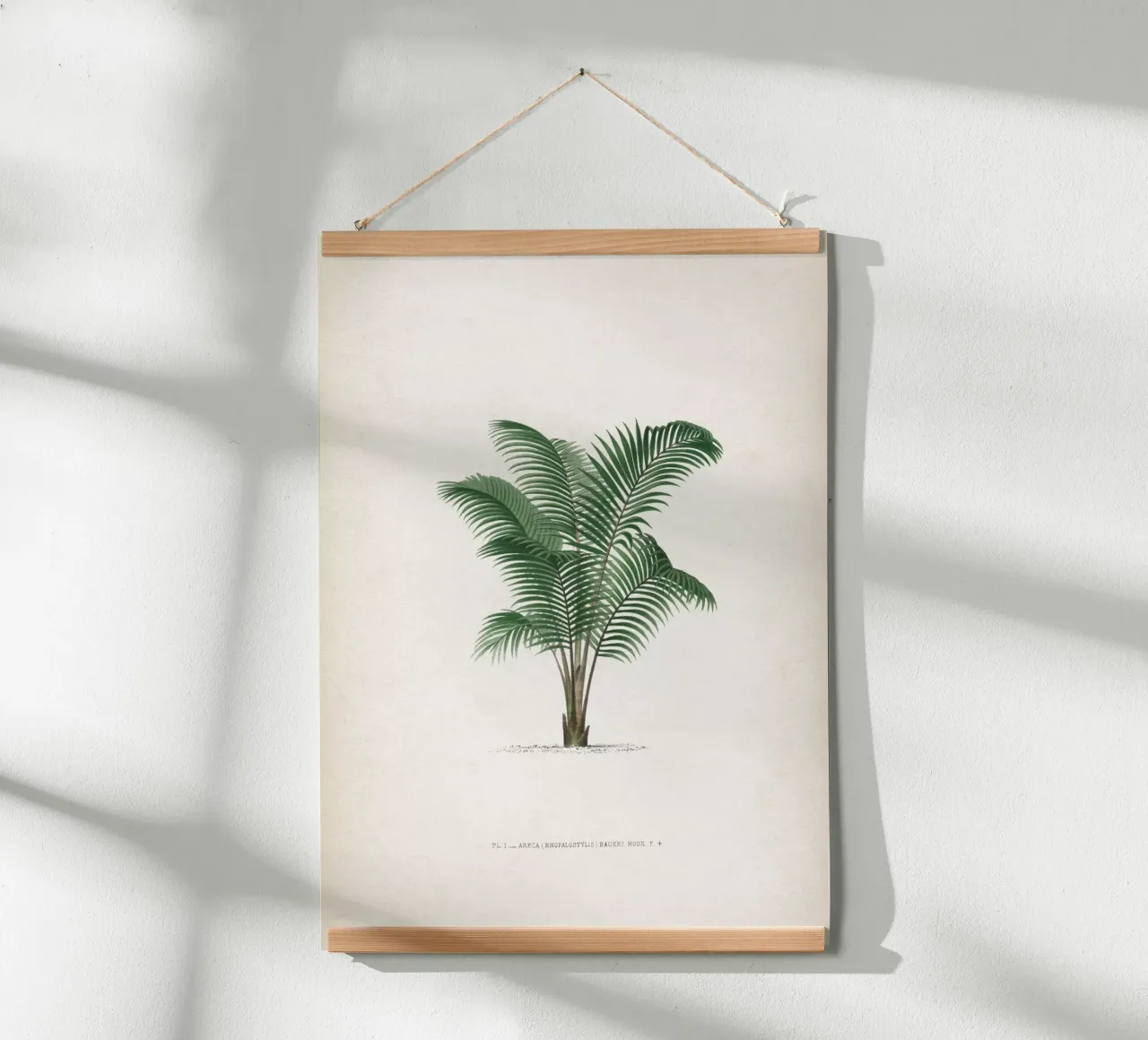 Vintage Kerchove 2 Les Palmiers 1 poster con telaio in alluminio da Vintage Print Collection