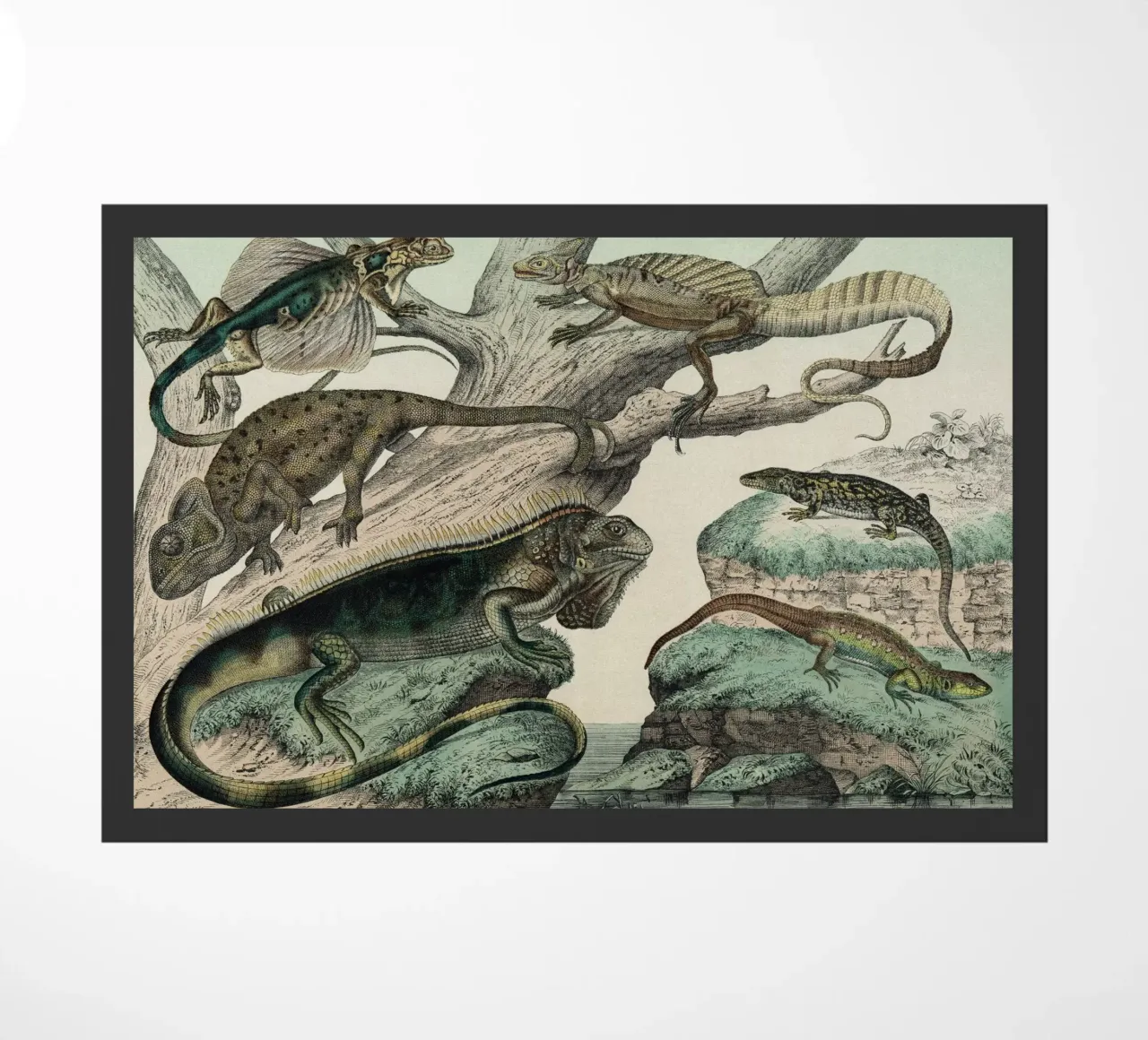 Vintage Schubert 1 Echsen 5 zerbino da Vintage Print Collection