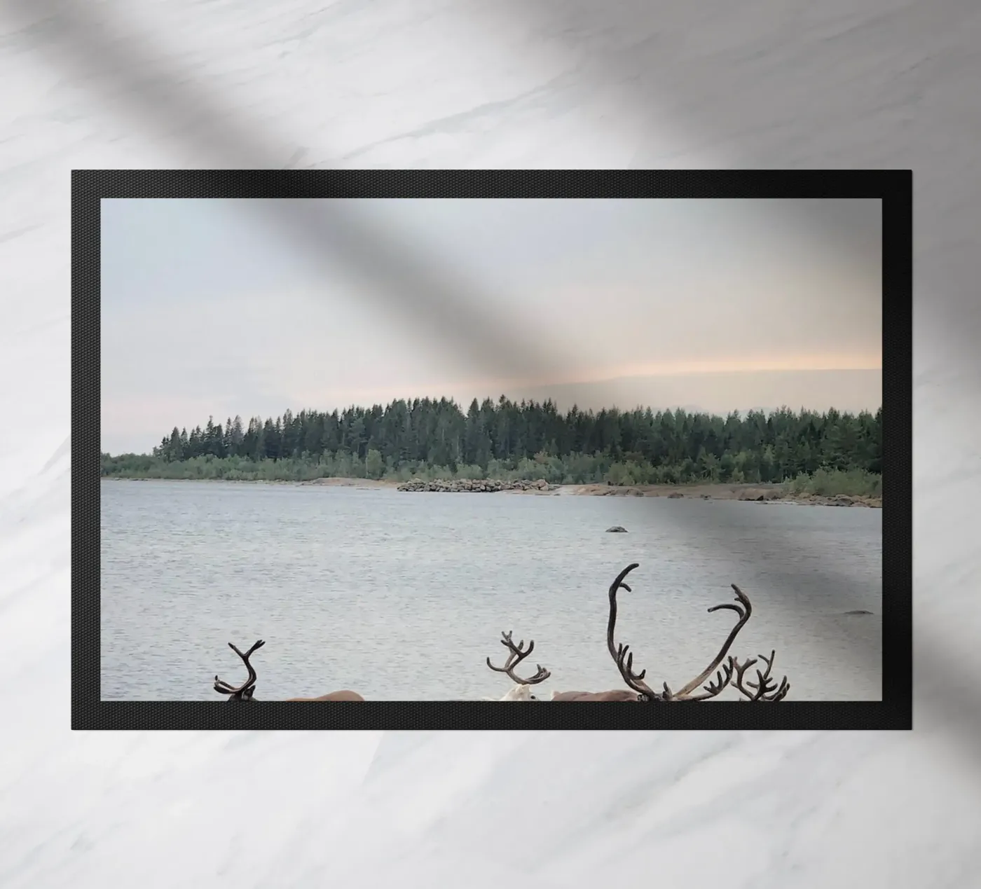 Reindeer zerbino da SteffisNatursicht