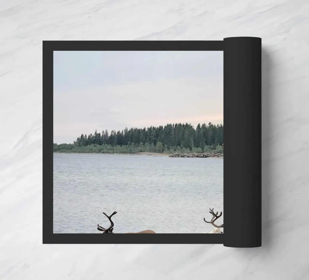 Renna zerbino da SteffisNatursicht